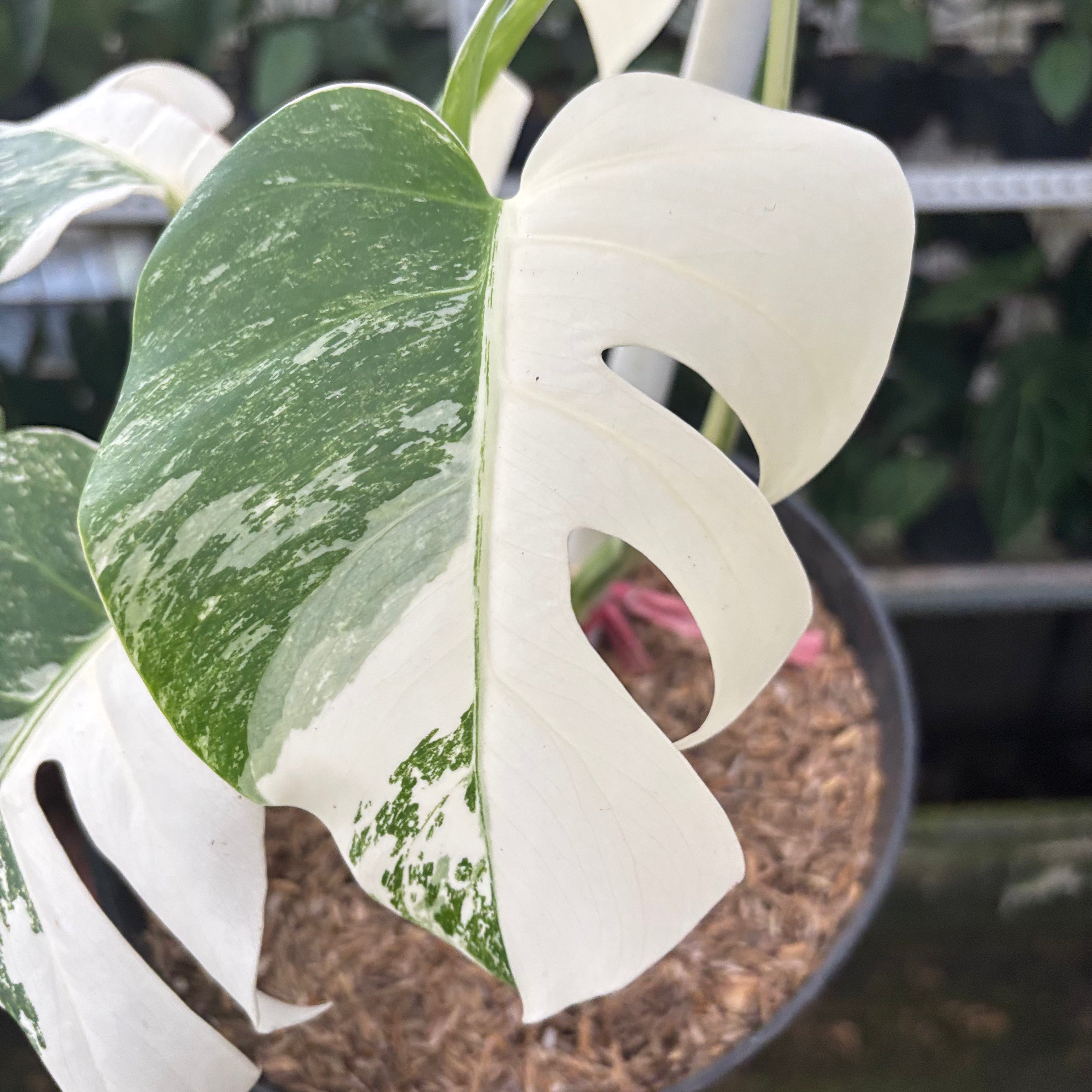 RP38-10 Monstera Albo White Tiger