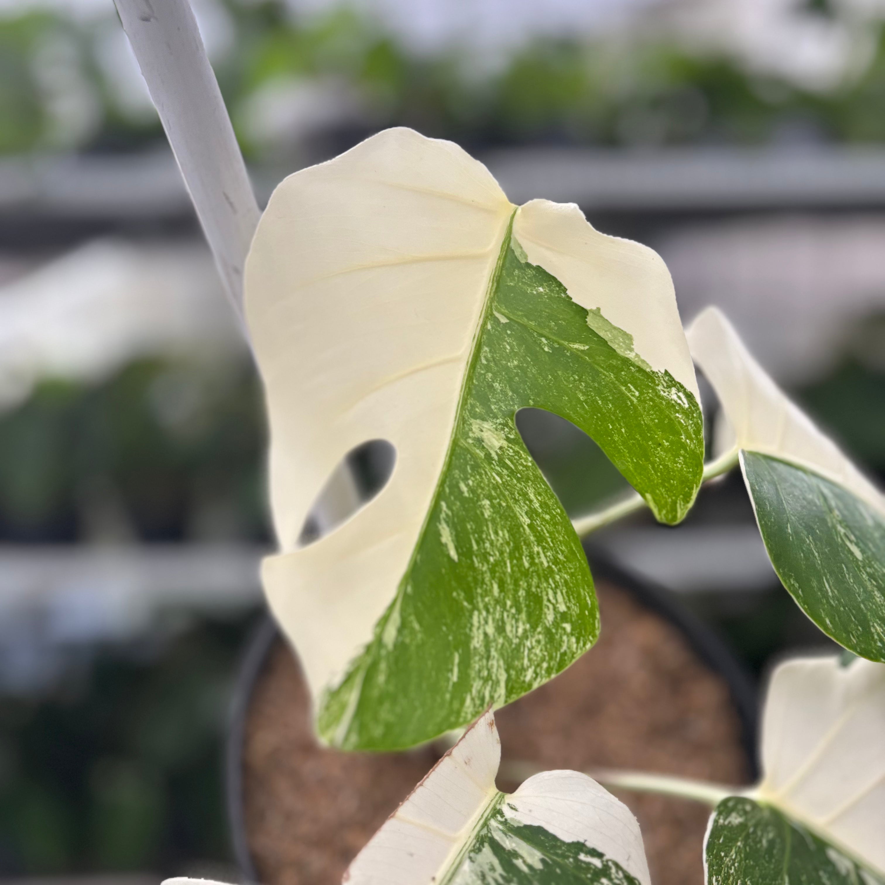 RP38-10 Monstera Albo White Tiger