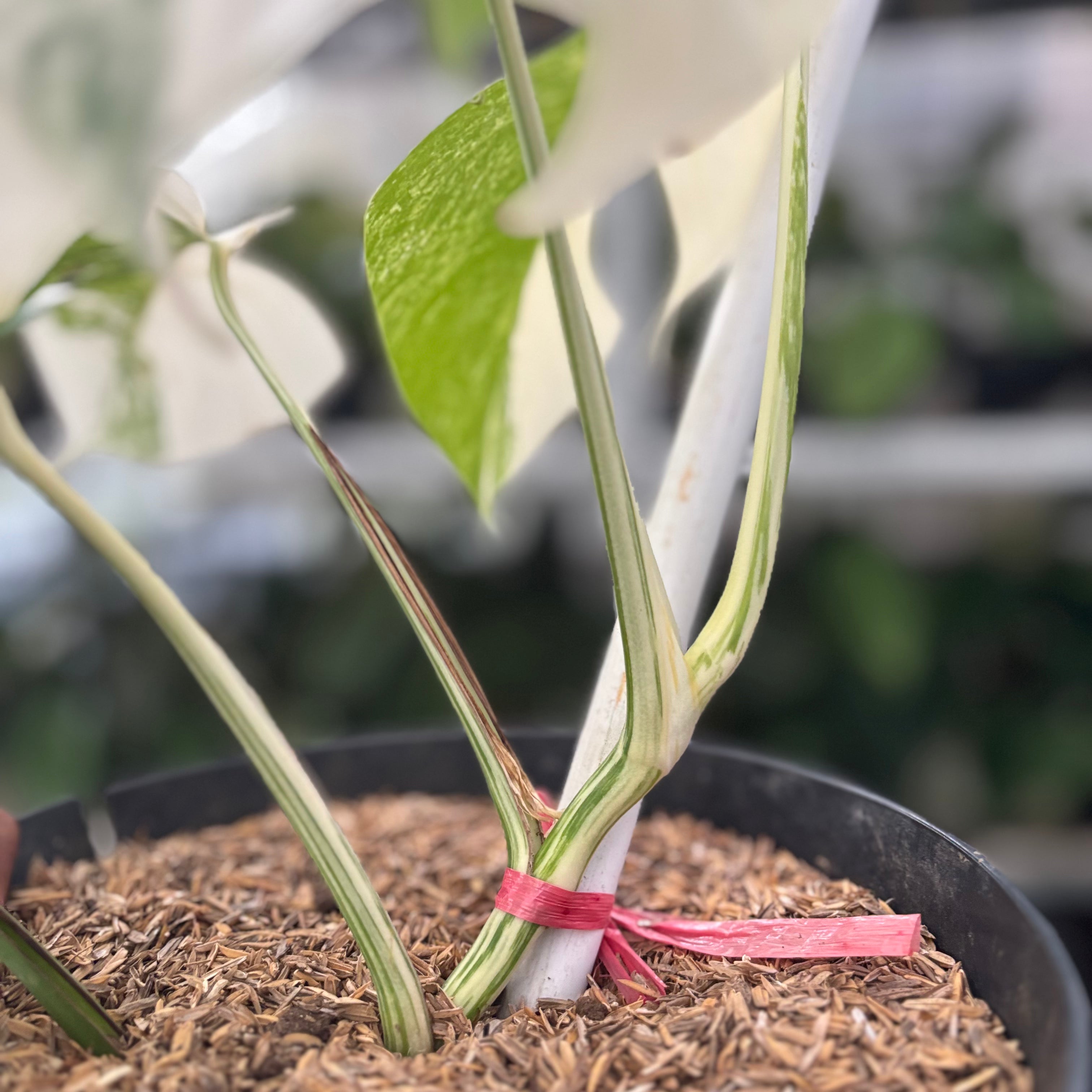 RP38-10 Monstera Albo White Tiger