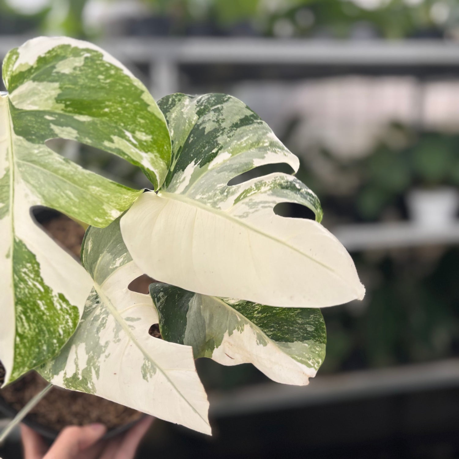 Rp44-10	Monstera Albo White Tiger