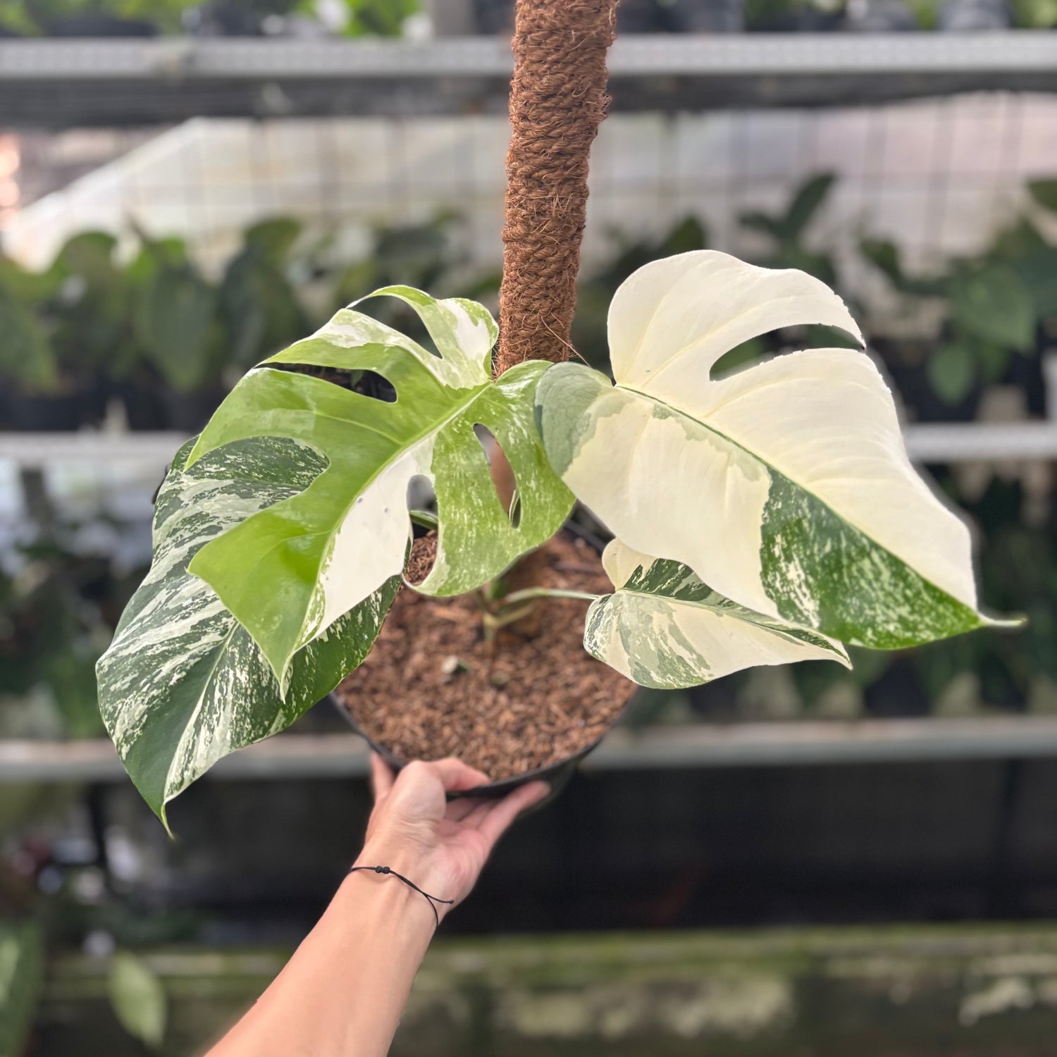 RP43-10	Monstera Albo White Tiger