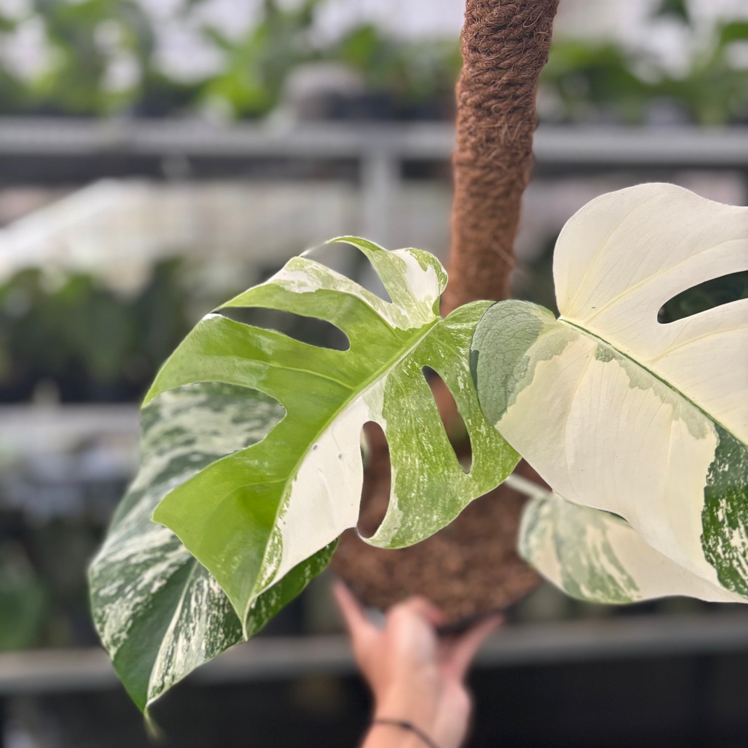 RP43-10	Monstera Albo White Tiger