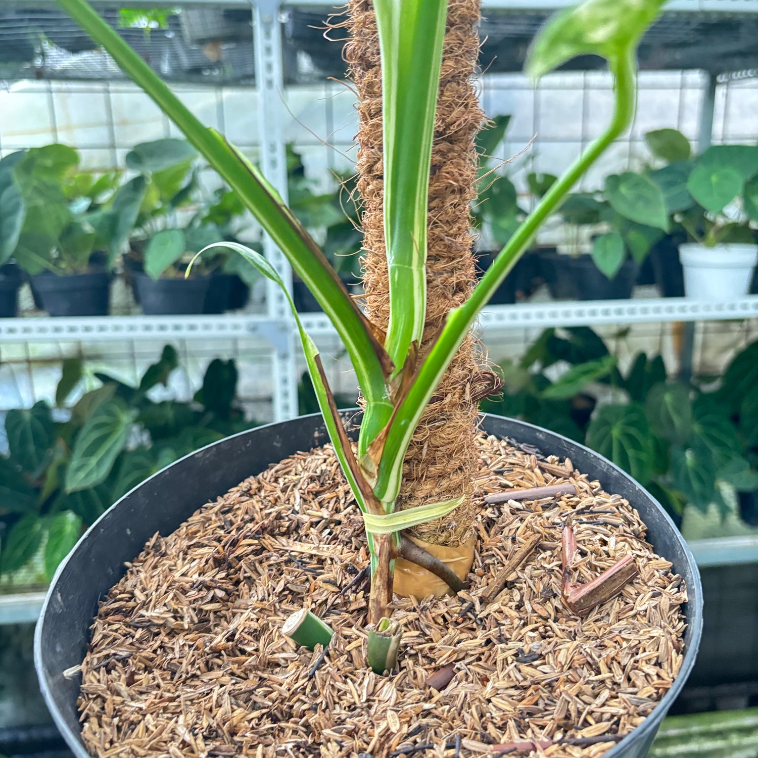 RP43-10	Monstera Albo White Tiger