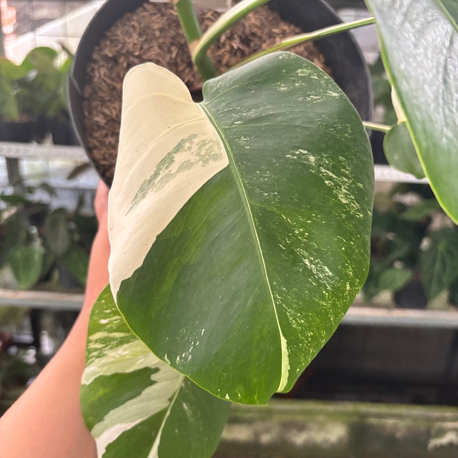 RP42-10	Monstera Albo Variegated