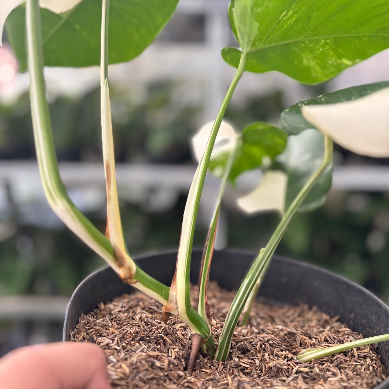 RP42-10	Monstera Albo Variegated