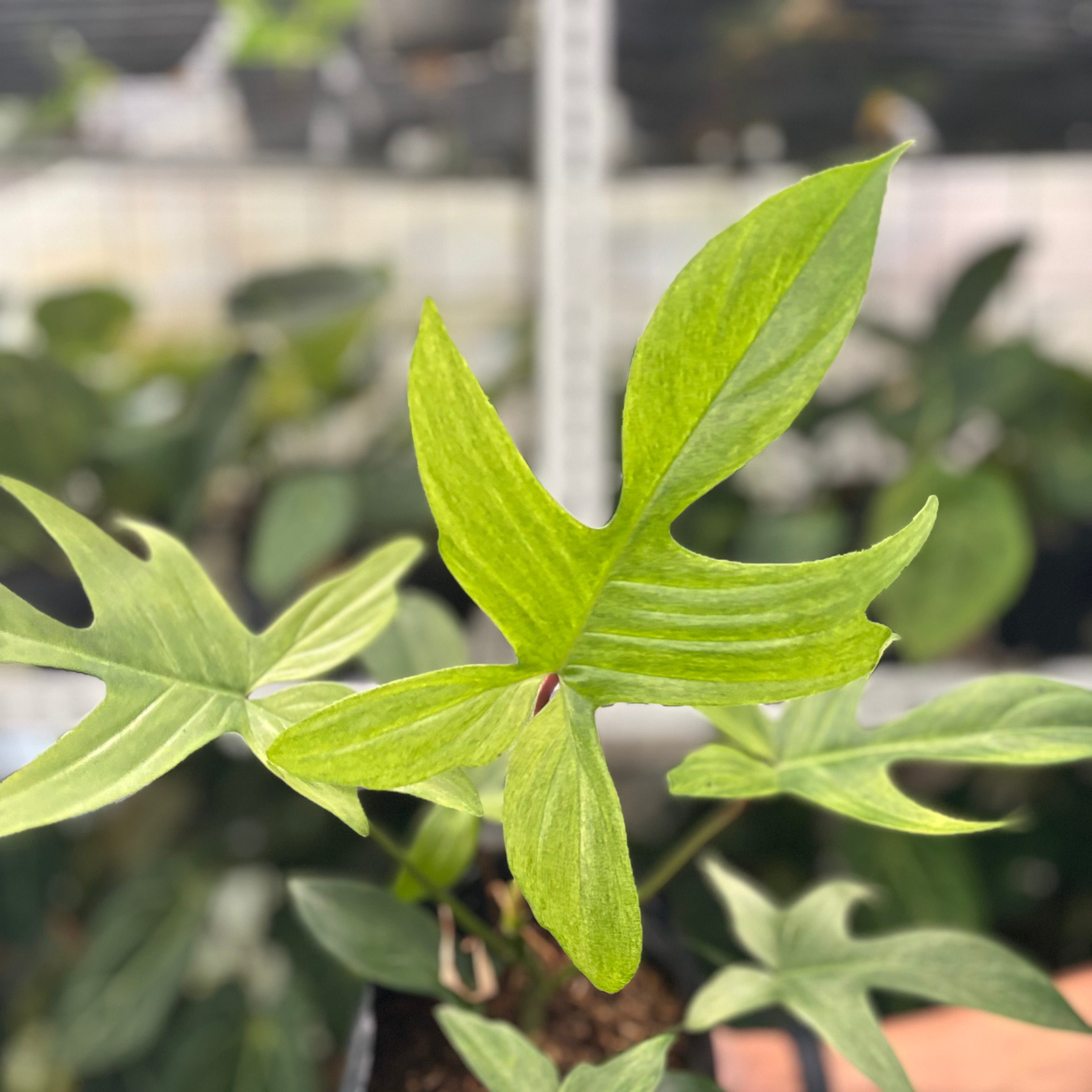 RP41-10 Philodendron Florida Ghost Mature size