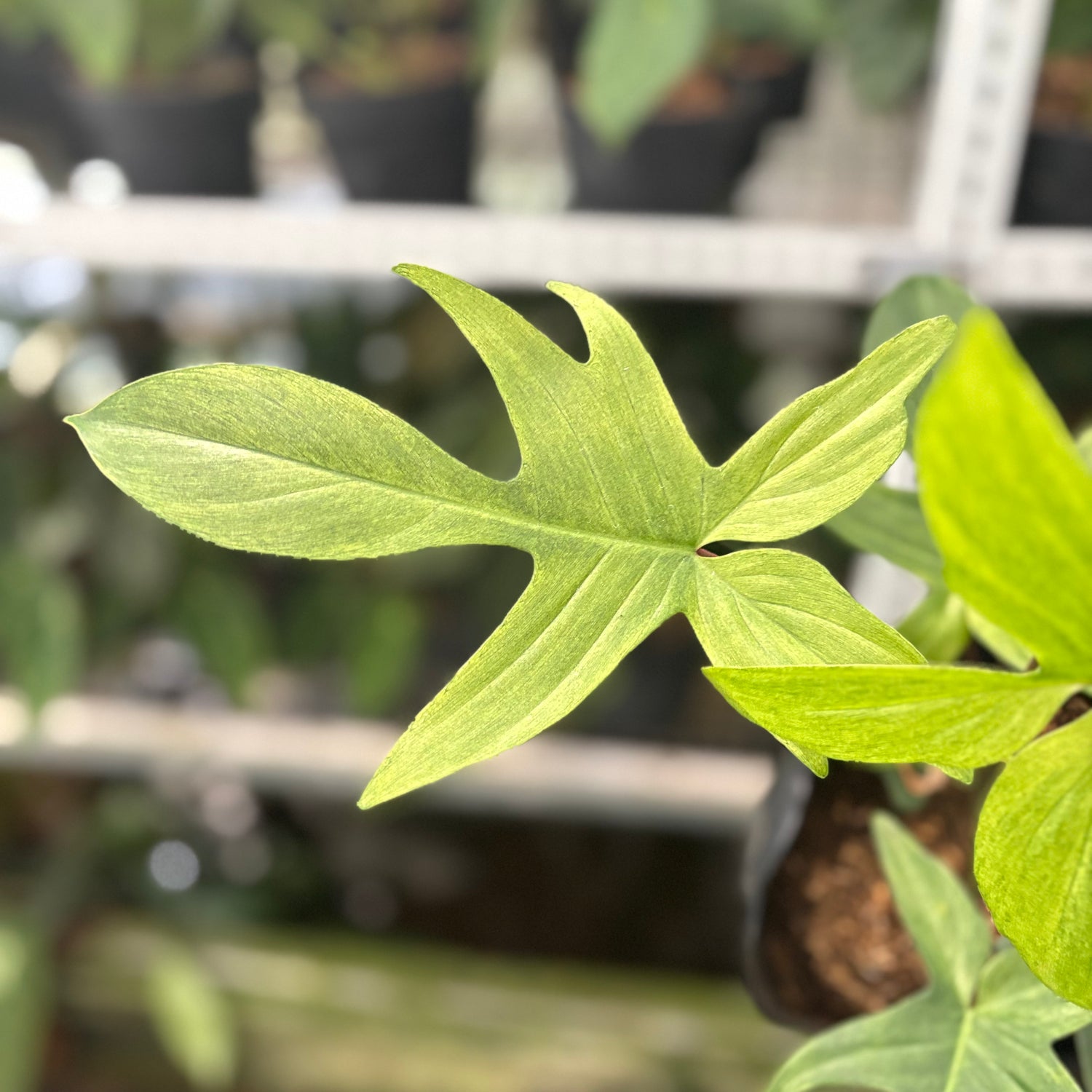 RP41-10 Philodendron Florida Ghost Mature size