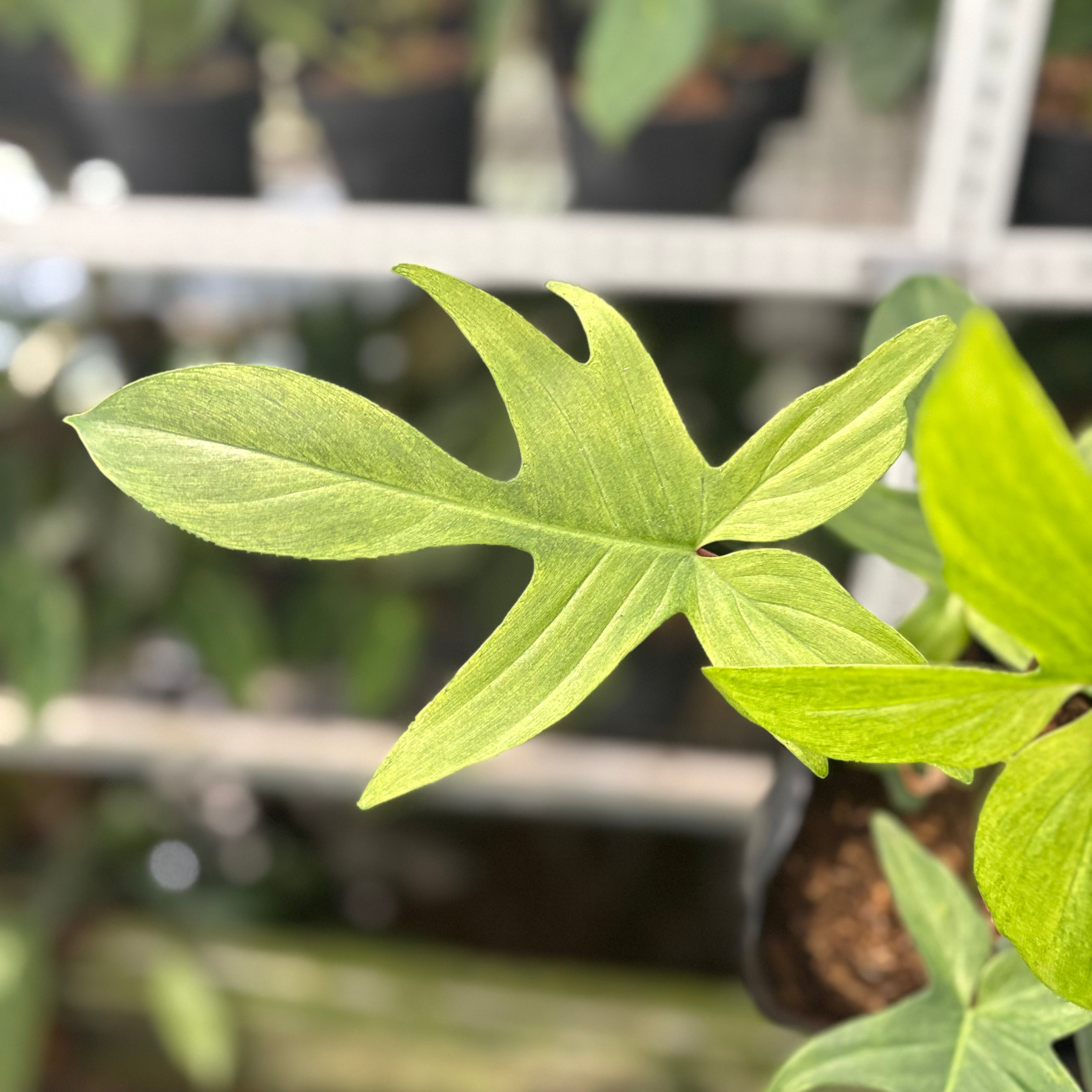 RP41-10 Philodendron Florida Ghost Mature size