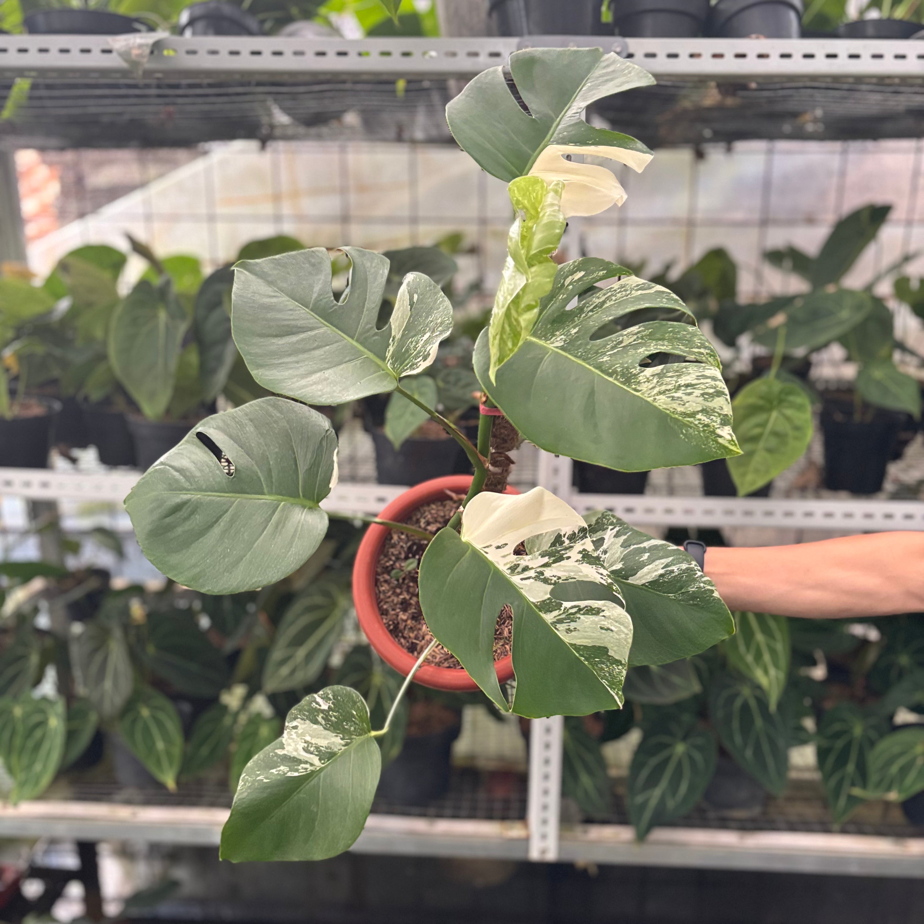 RP40-10	Monstera Albo Variegated