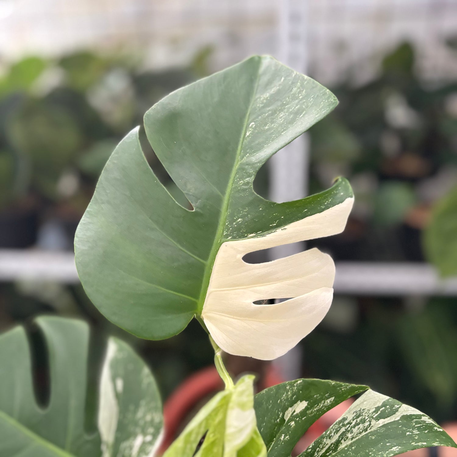 RP40-10	Monstera Albo Variegated