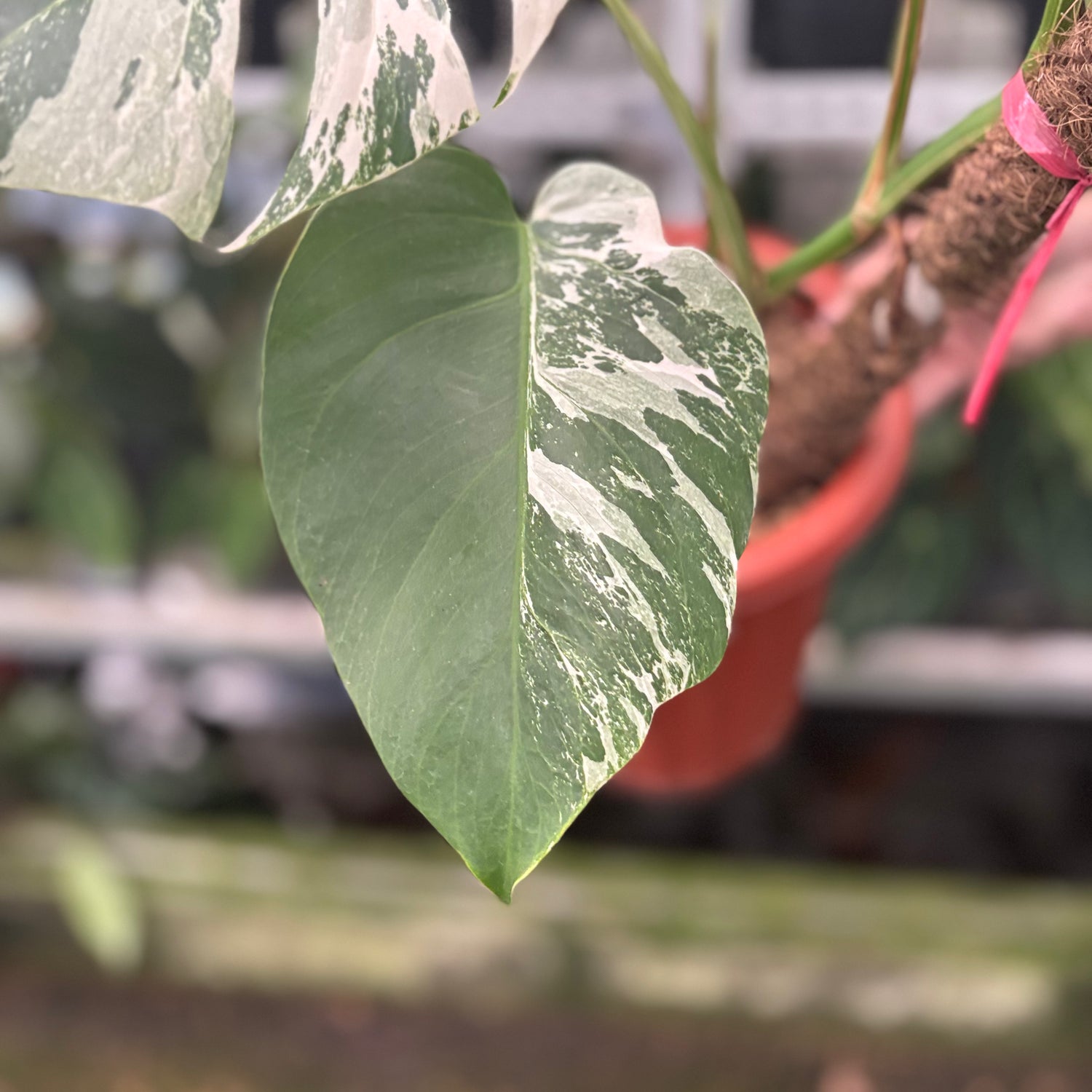 RP40-10	Monstera Albo Variegated