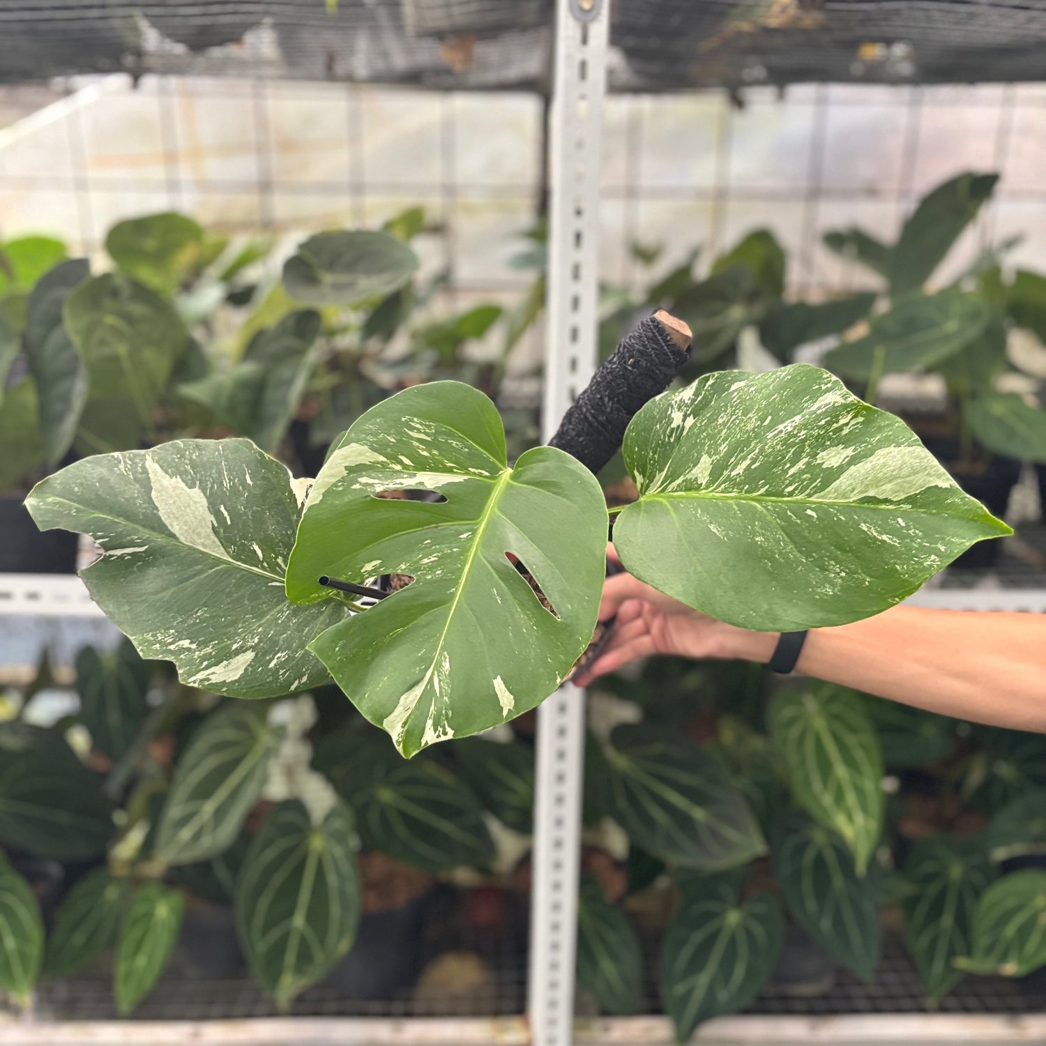 RP39-10 Monstera Albo Variegated