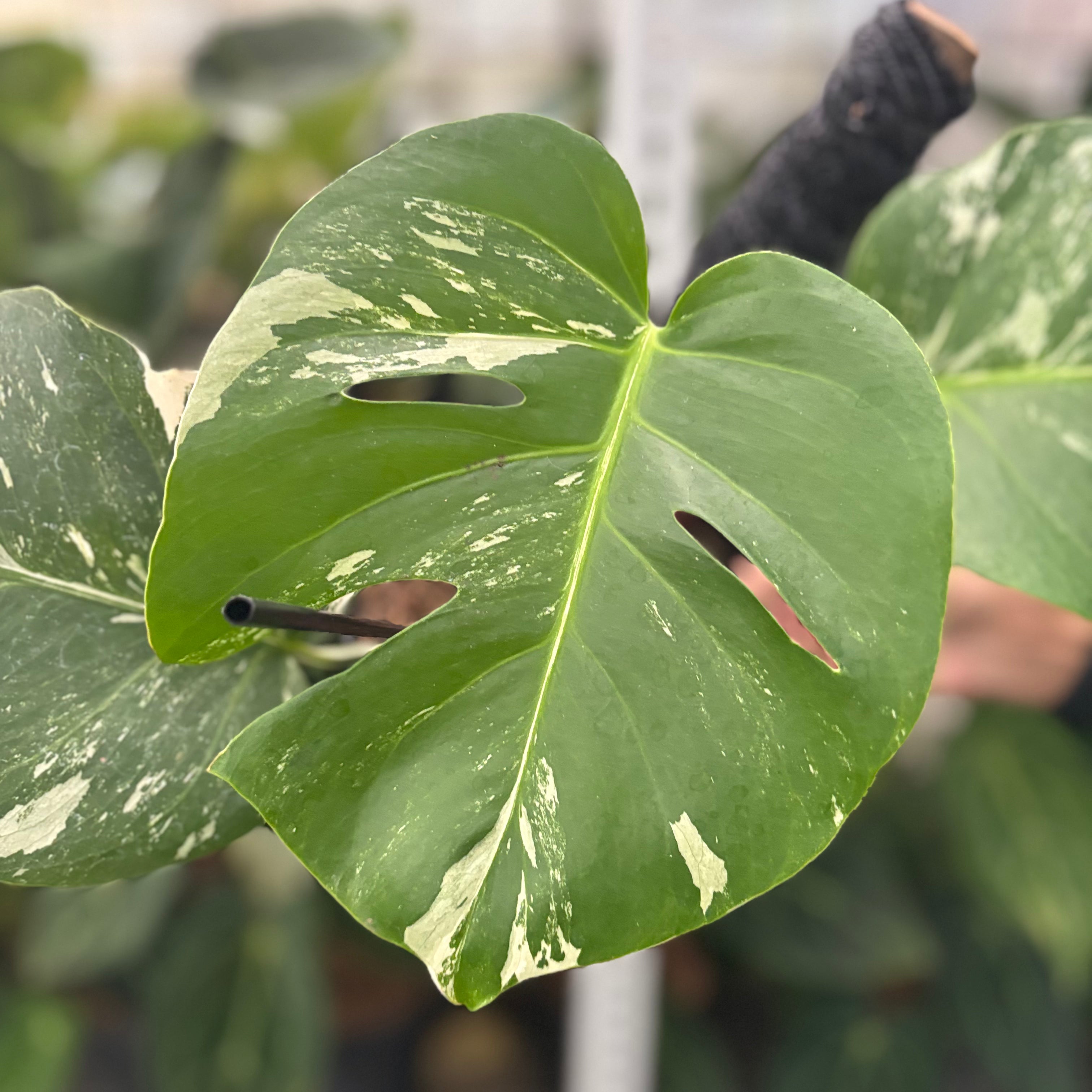 RP39-10 Monstera Albo Variegated