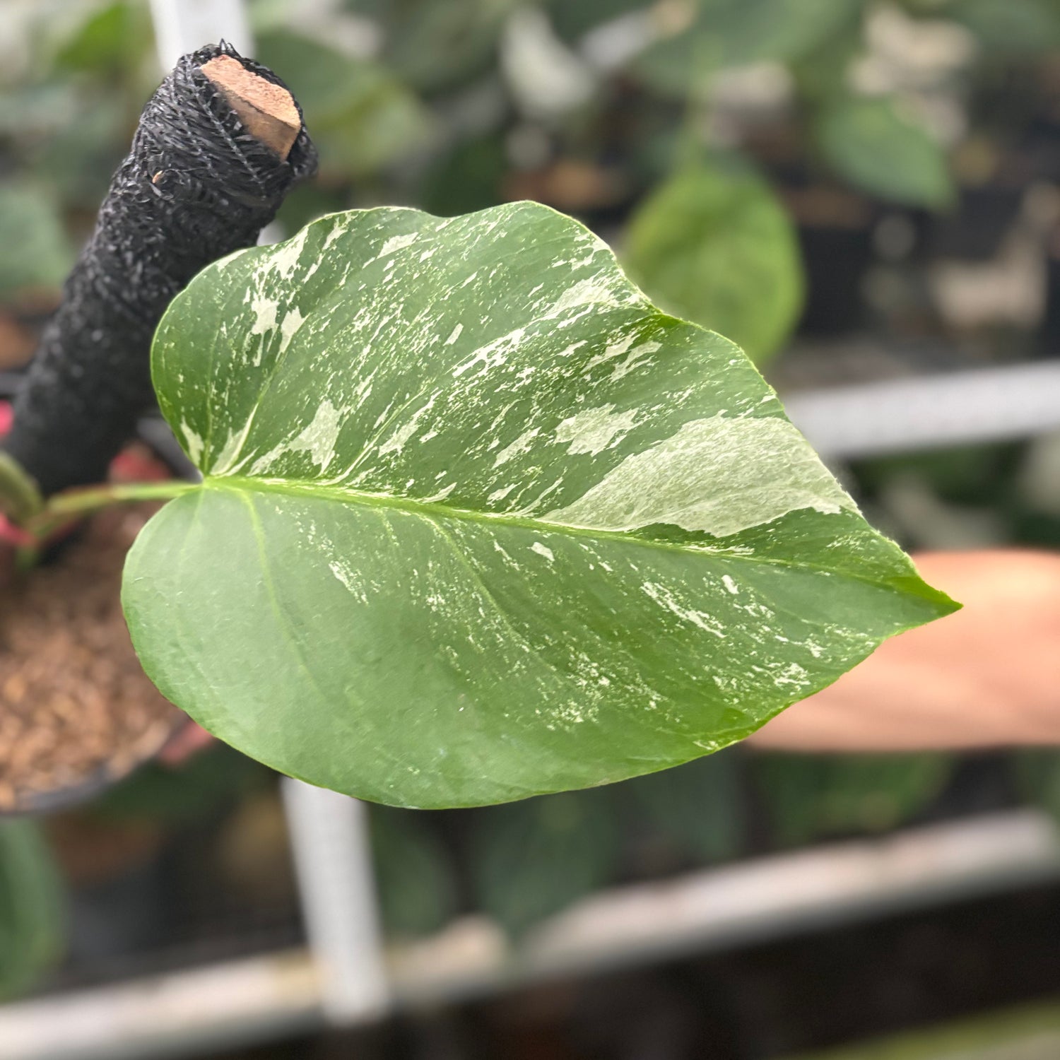 RP39-10 Monstera Albo Variegated