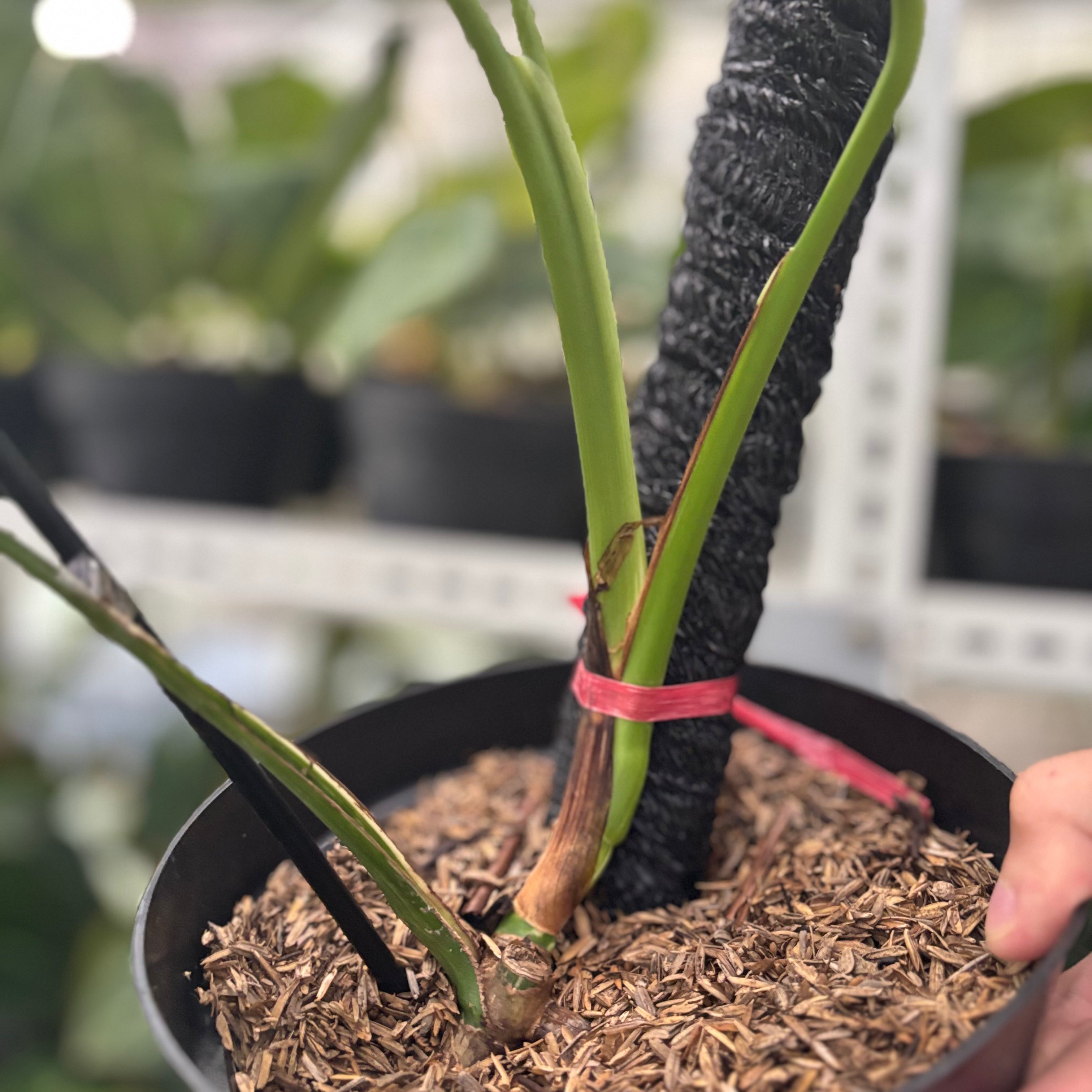 RP39-10 Monstera Albo Variegated