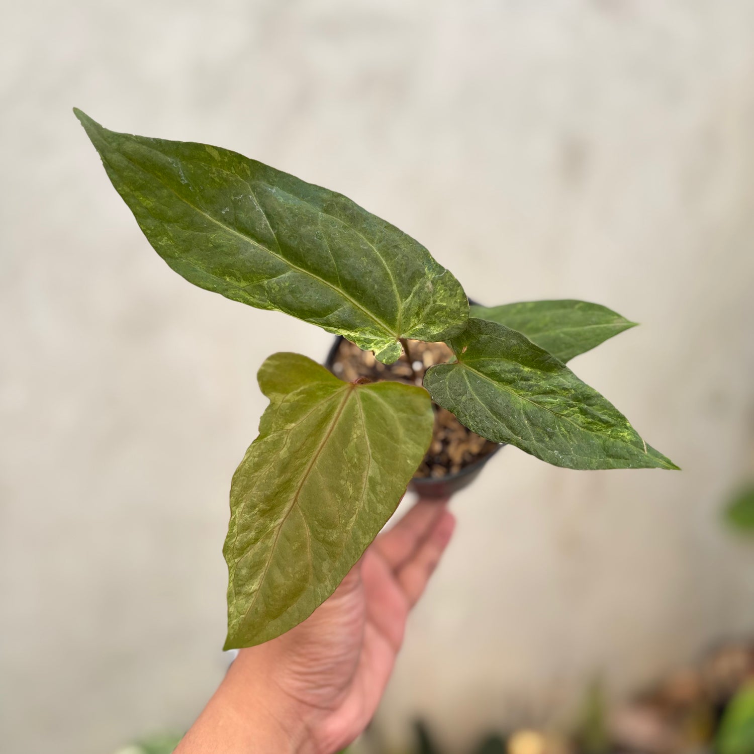 RP46-10 Anthurium Porti indo x Forgetii Variegated