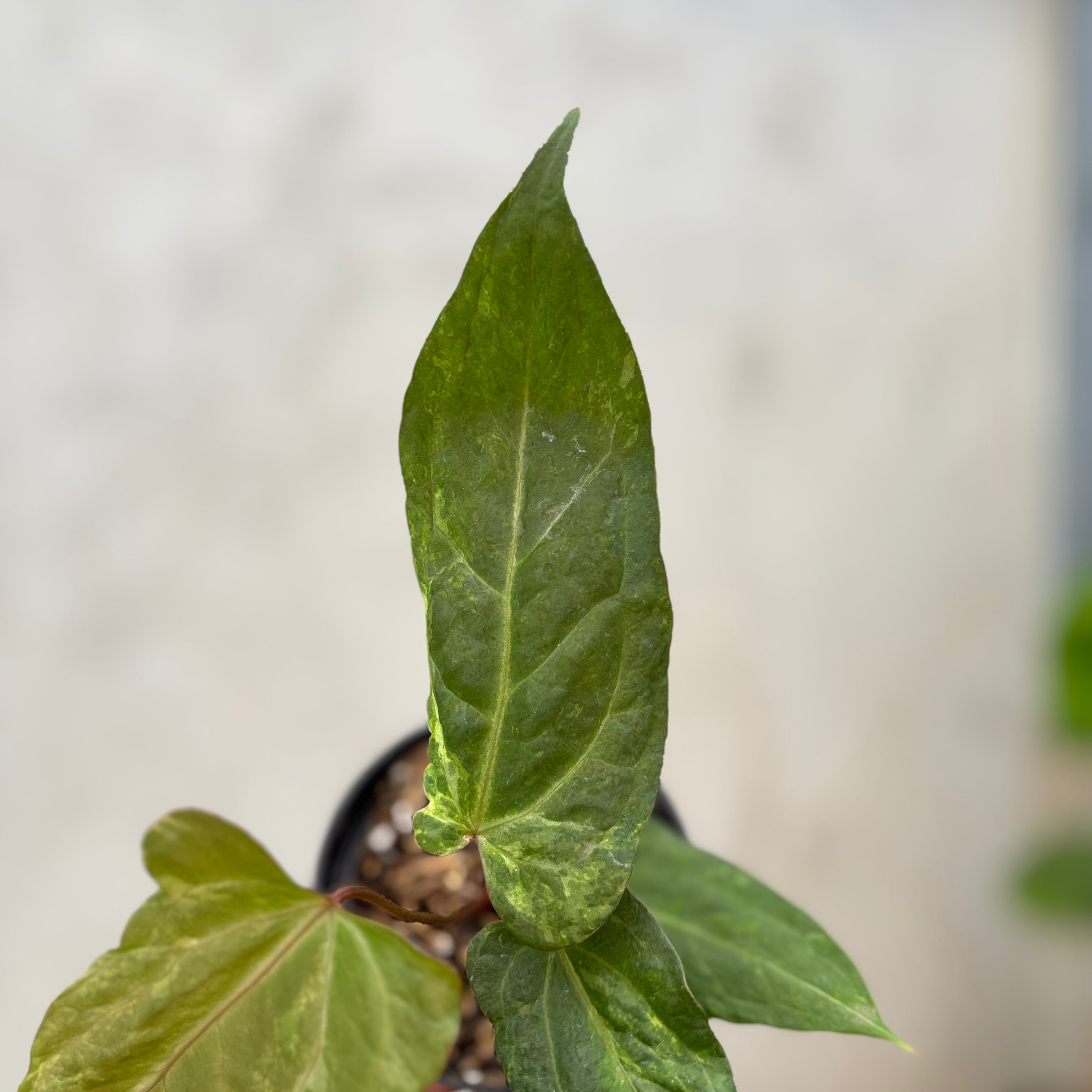 RP46-10 Anthurium Porti indo x Forgetii Variegated