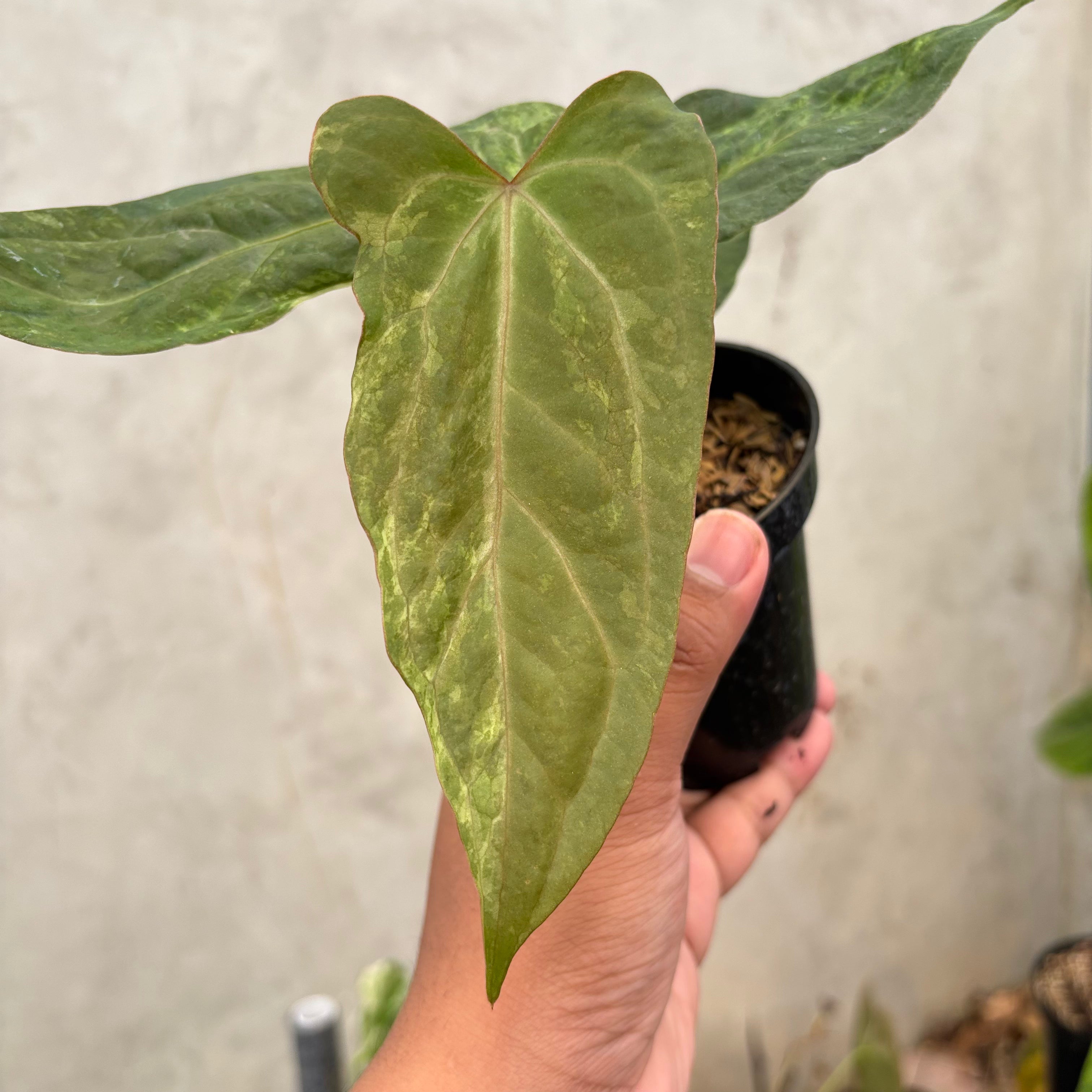RP46-10 Anthurium Porti indo x Forgetii Variegated