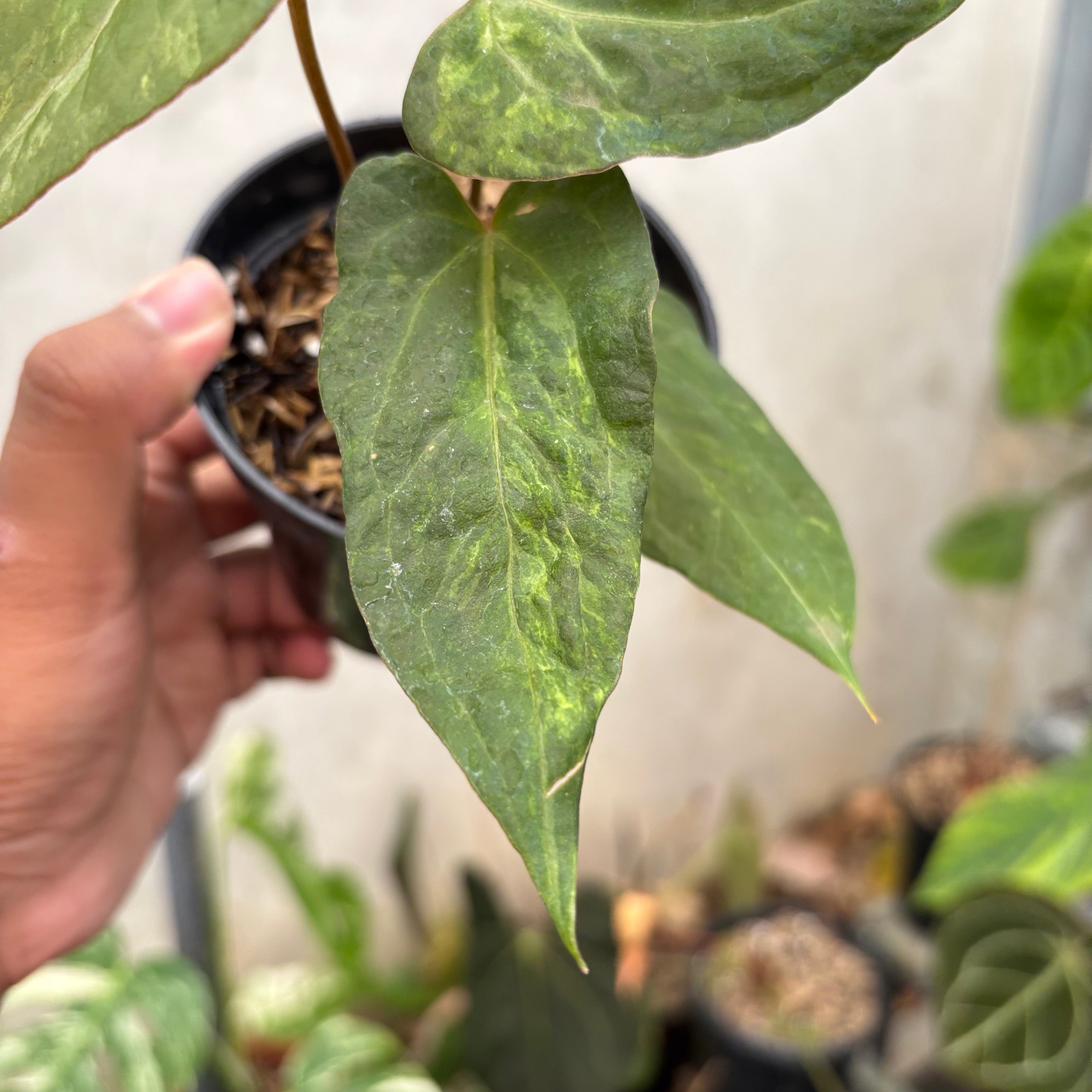 RP46-10 Anthurium Porti indo x Forgetii Variegated