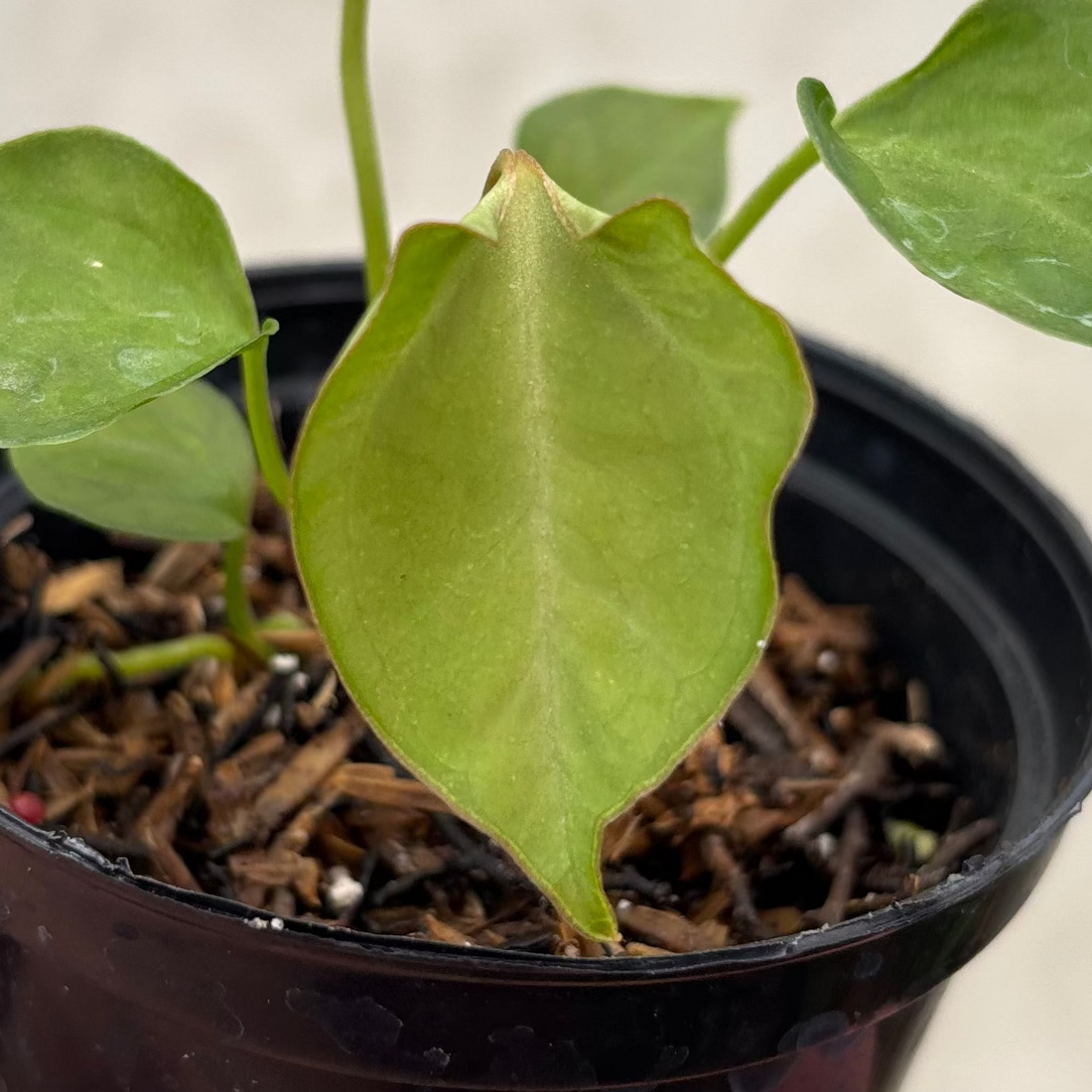 Anthurium Xone Portilae Muchlis x Blood of Blue Selected