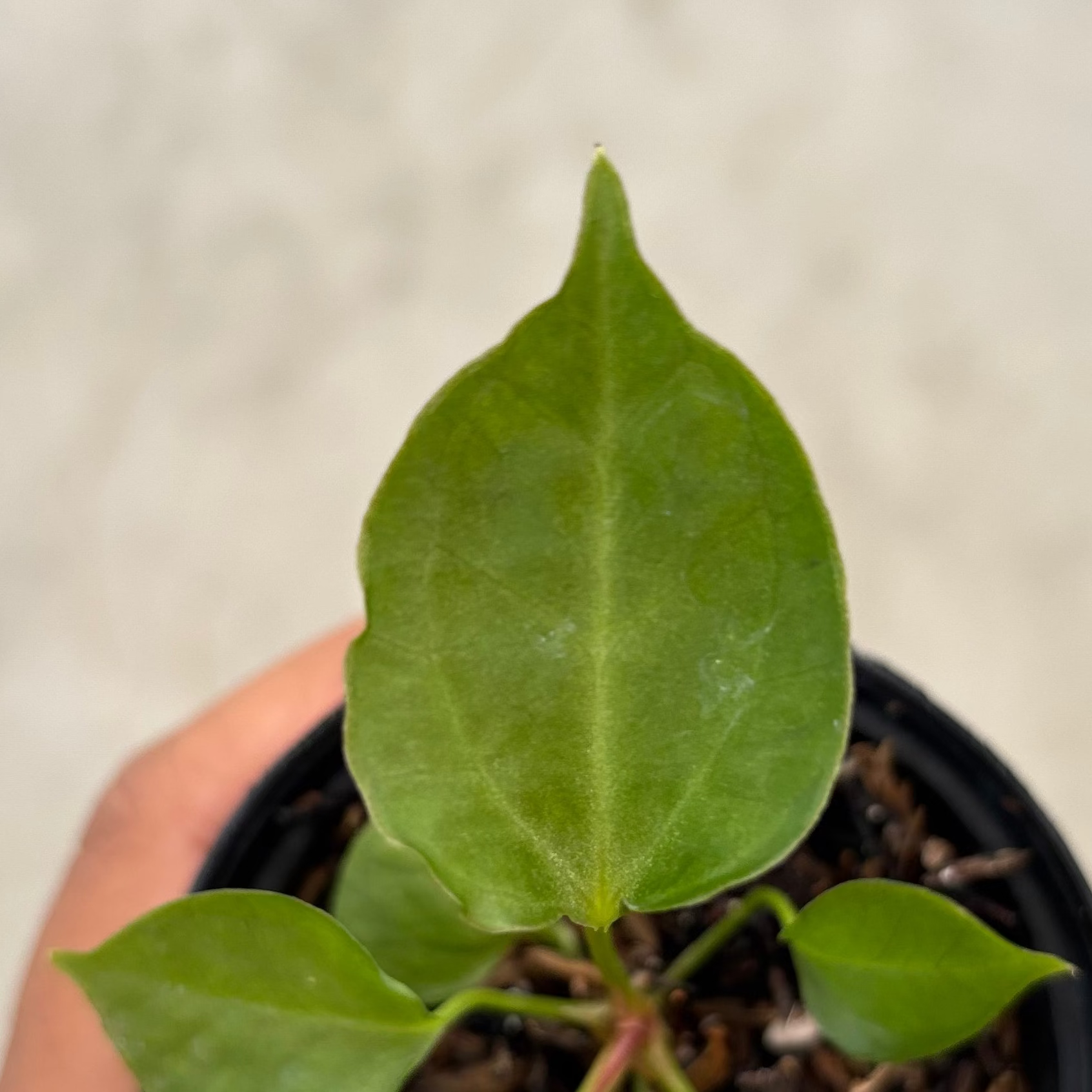 Anthurium Xone Portilae Muchlis x Blood of Blue Selected