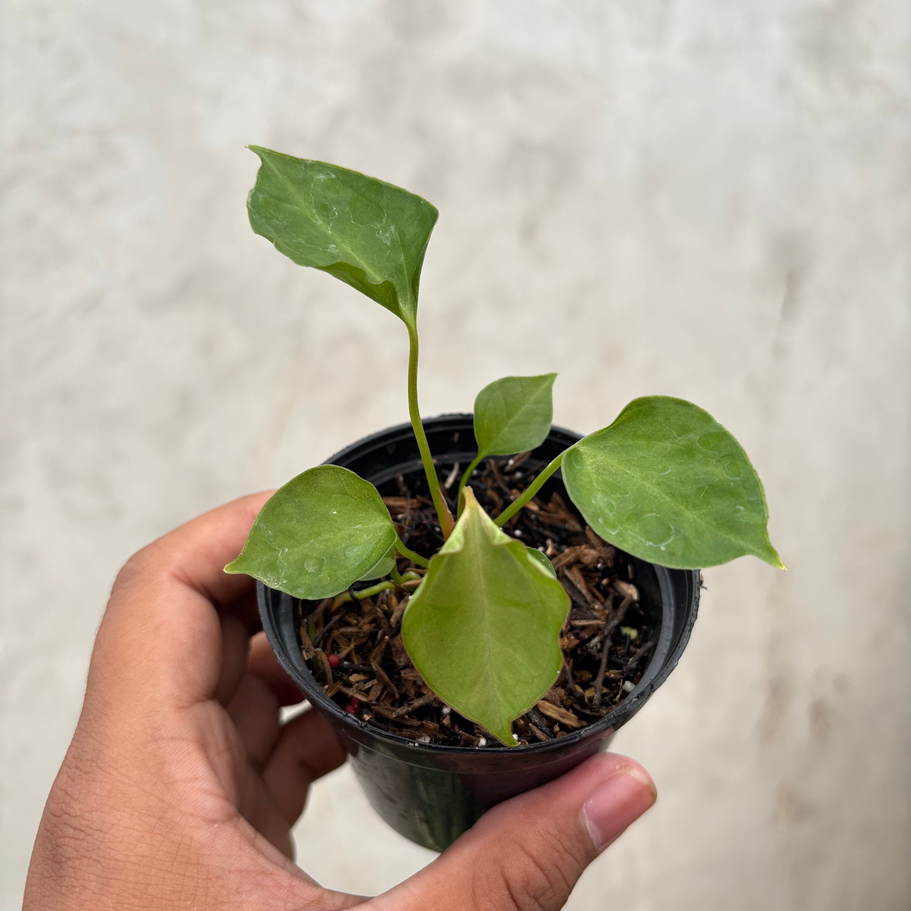 Anthurium Xone Portilae Muchlis x Blood of Blue Selected