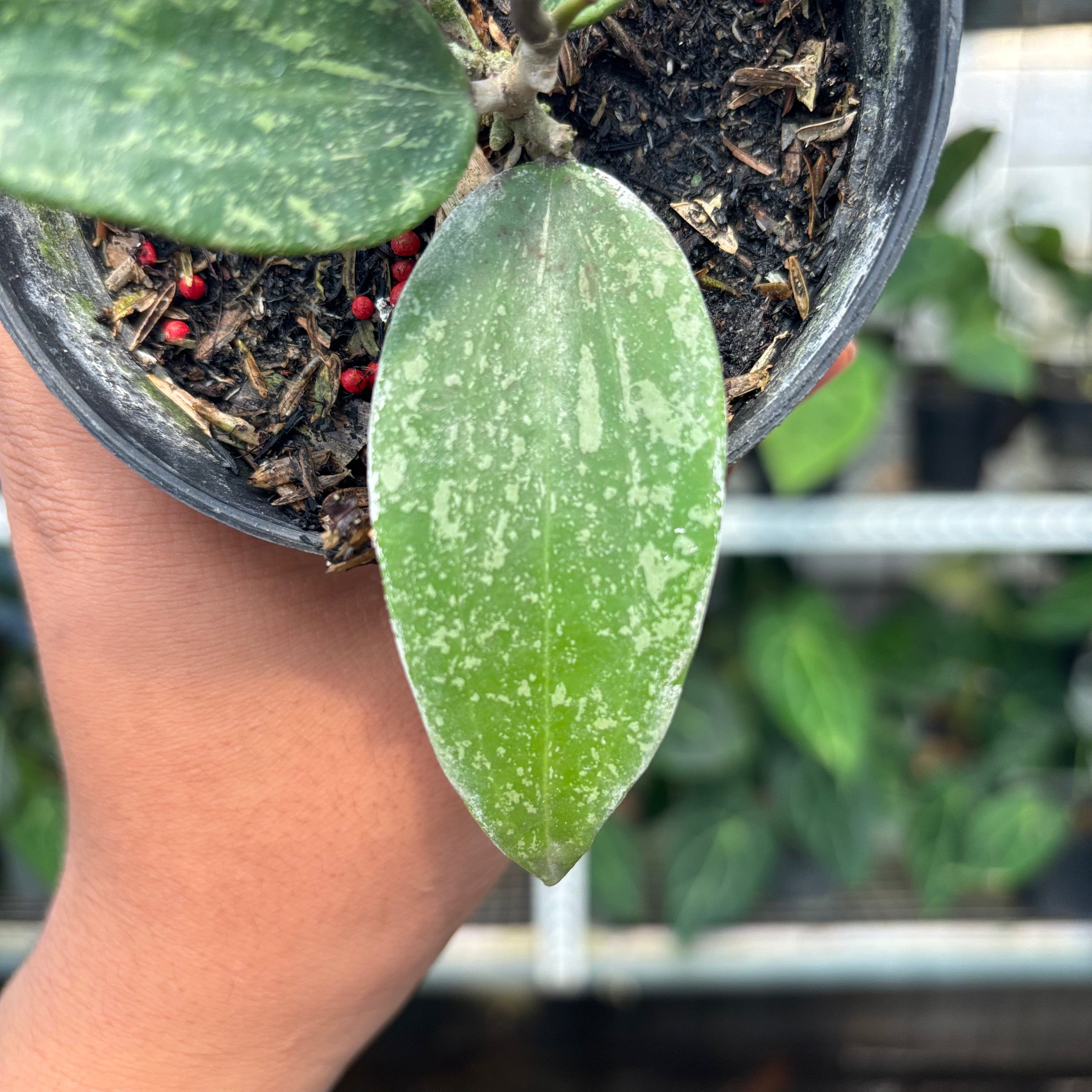 Hoya SP Rangsan (Realpict 1-10)