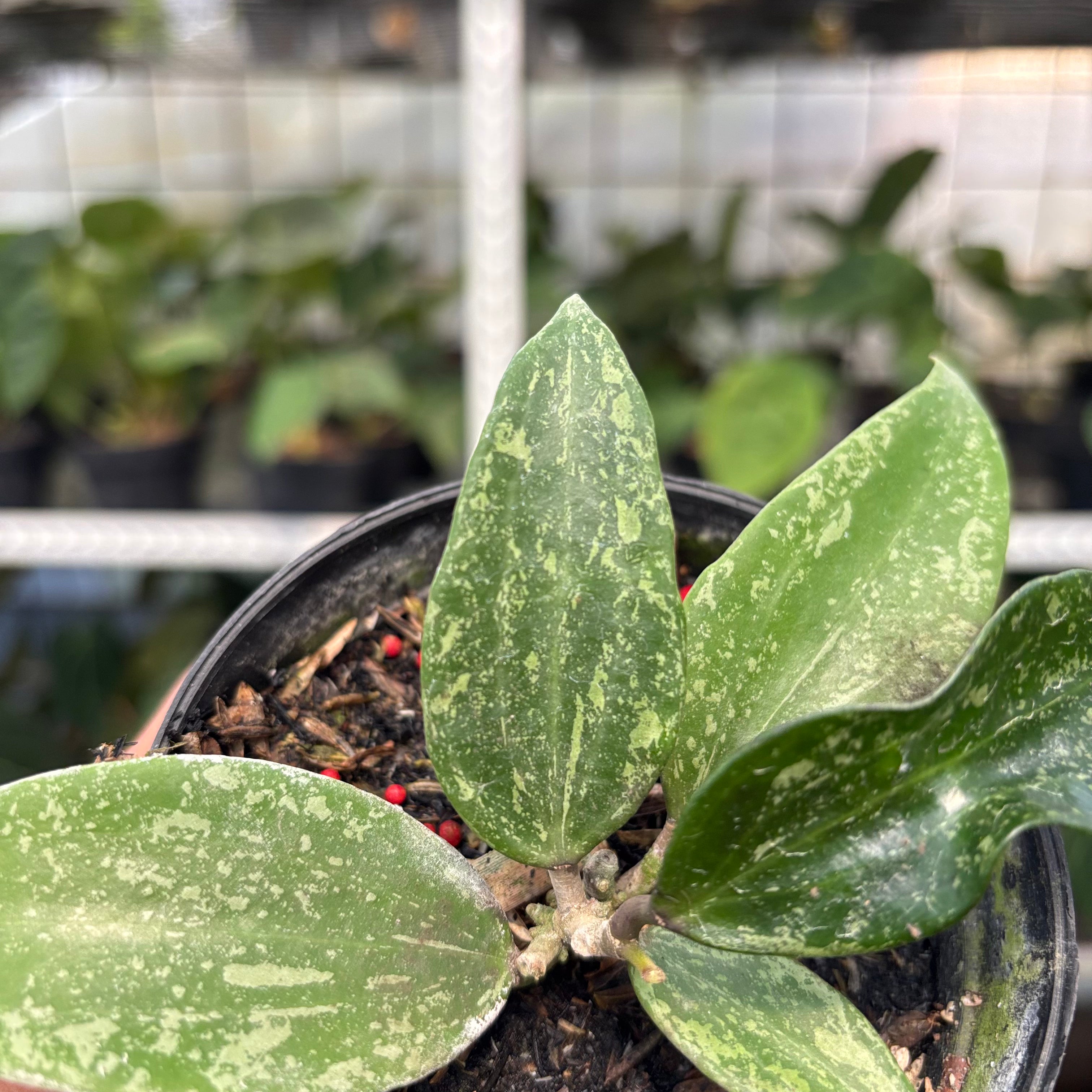Hoya SP Rangsan (Realpict 1-10)