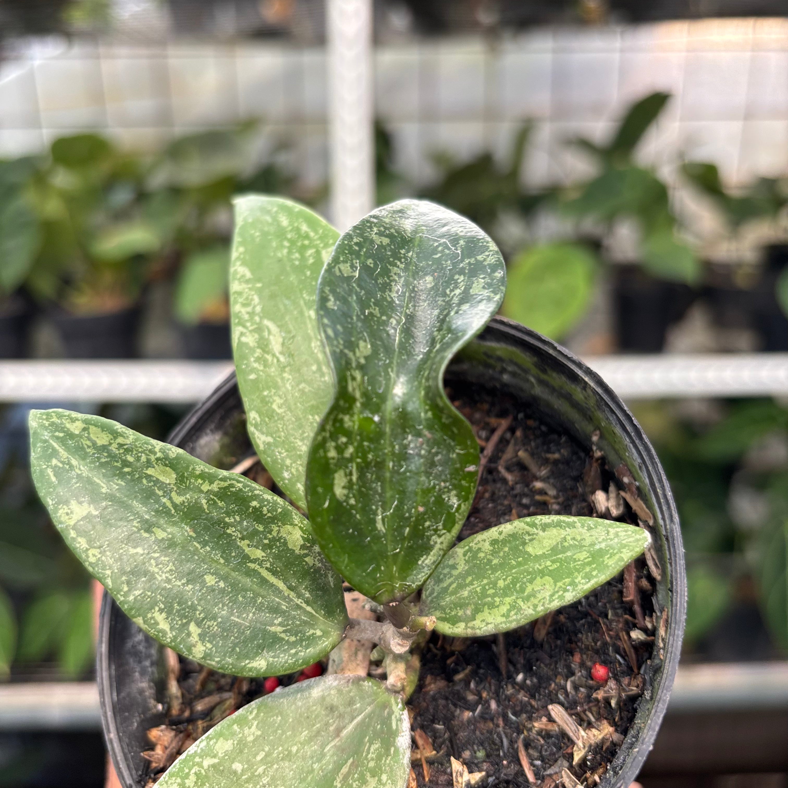 Hoya SP Rangsan (Realpict 1-10)