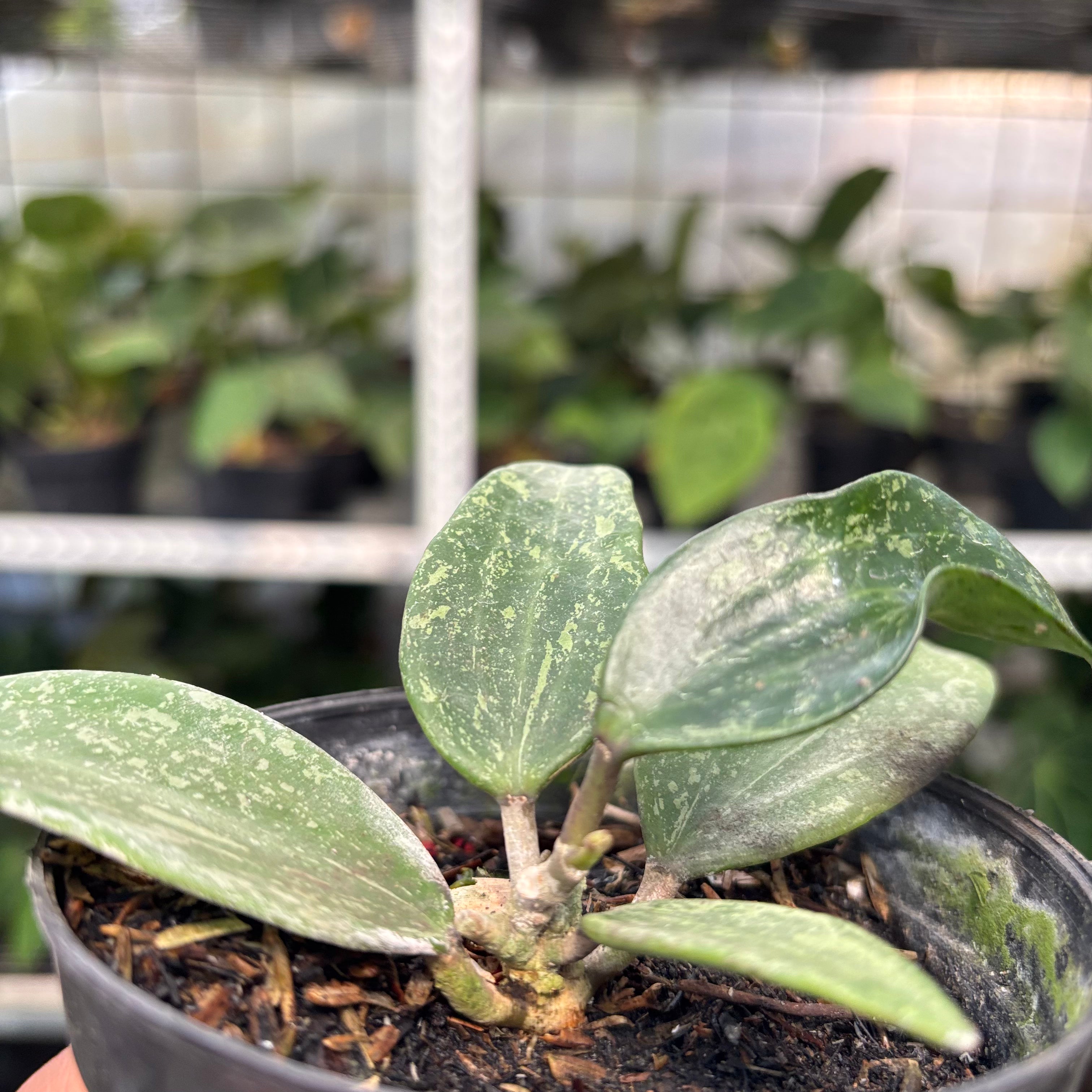 Hoya SP Rangsan (Realpict 1-10)