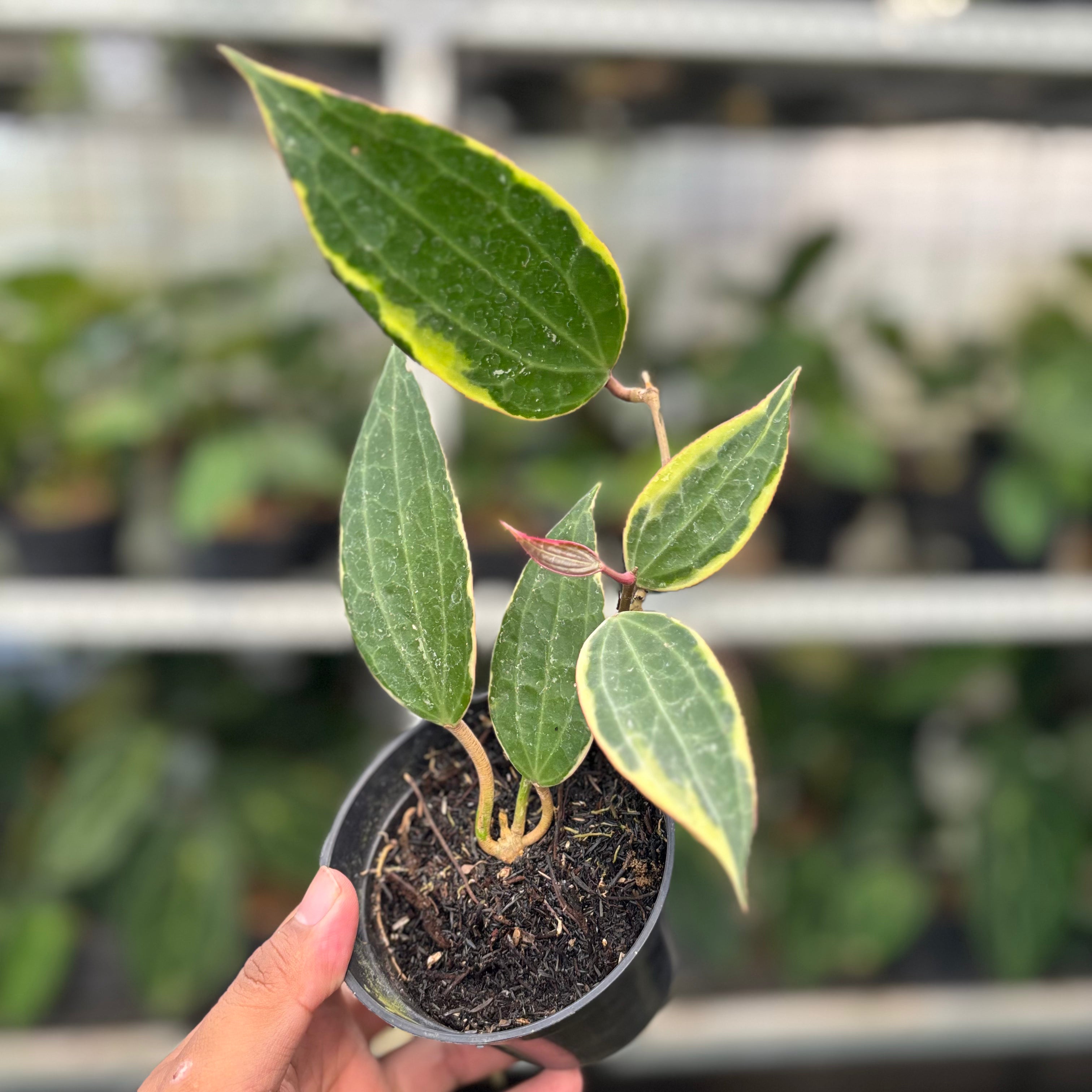 Hoya Macrophylla Variegated (Realpict 3-10)