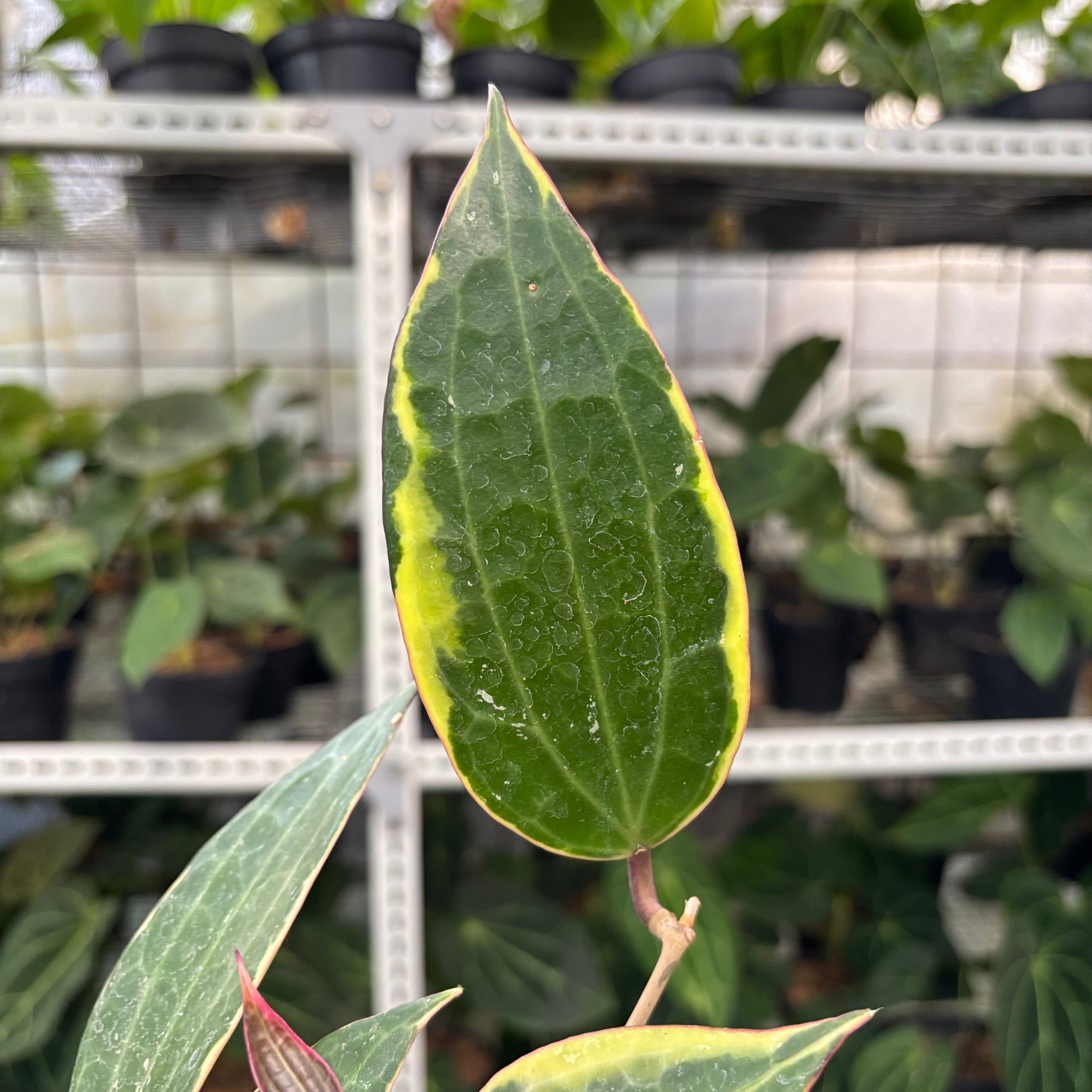 Hoya Macrophylla Variegated (Realpict 3-10)