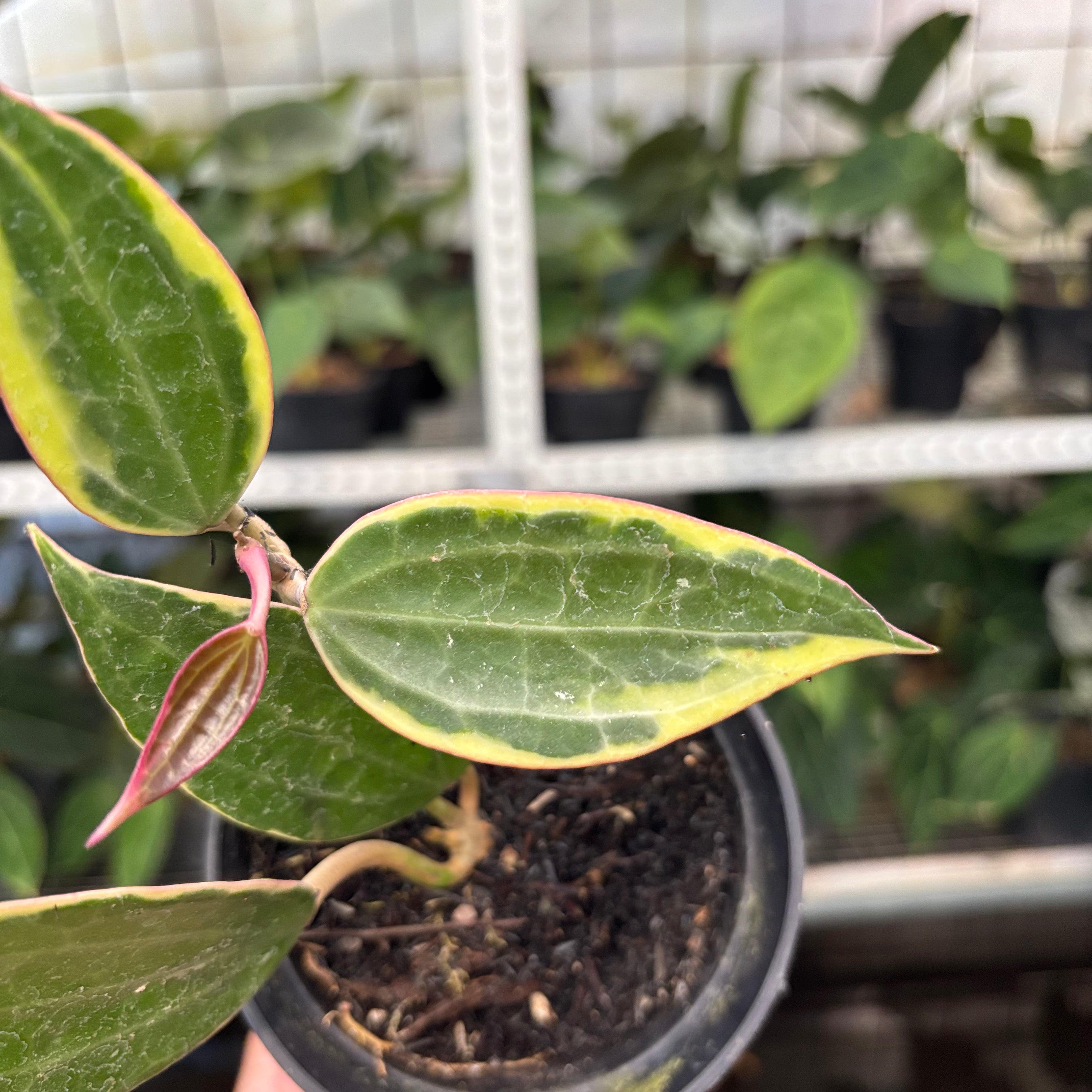 Hoya Macrophylla Variegated (Realpict 3-10)