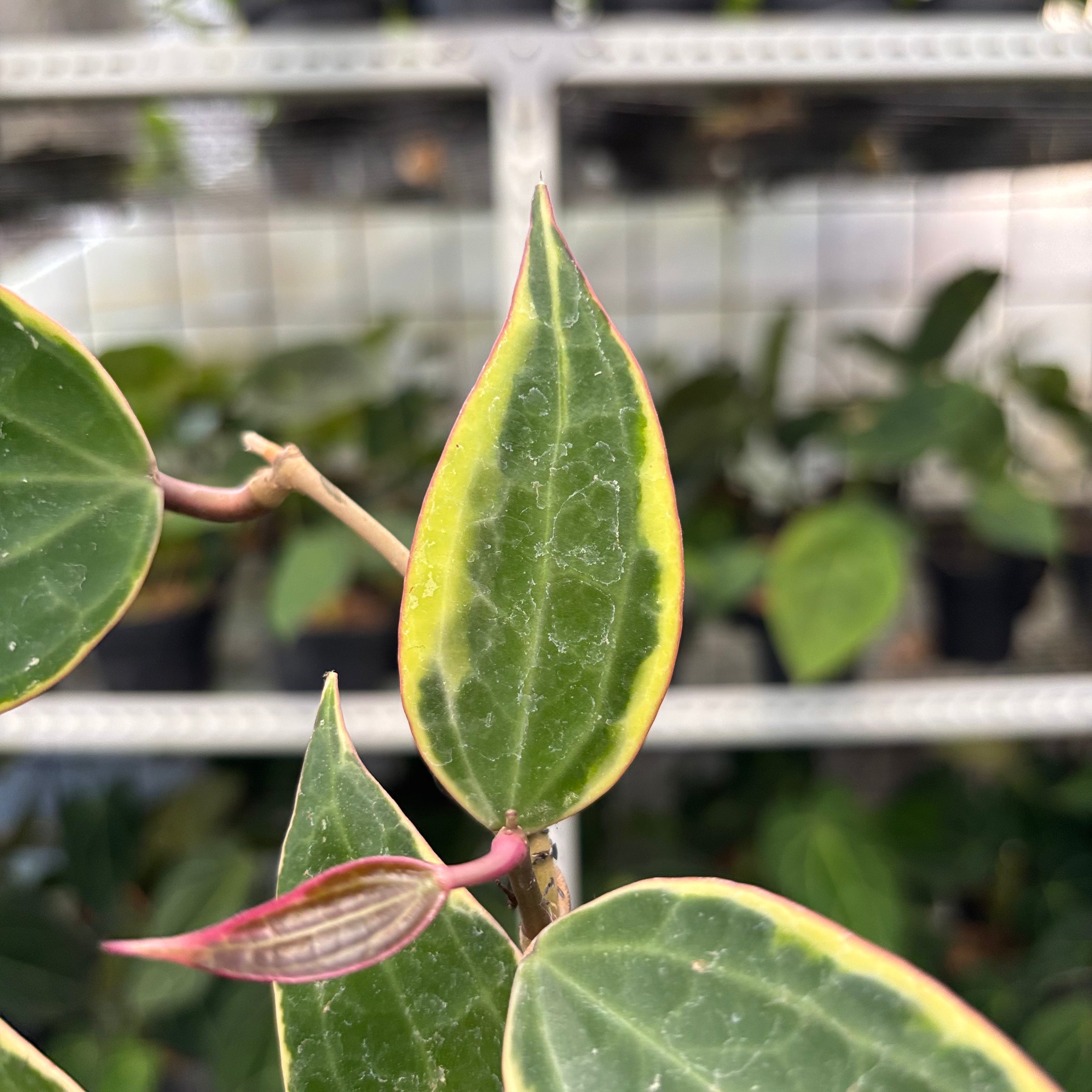Hoya Macrophylla Variegated (Realpict 3-10)