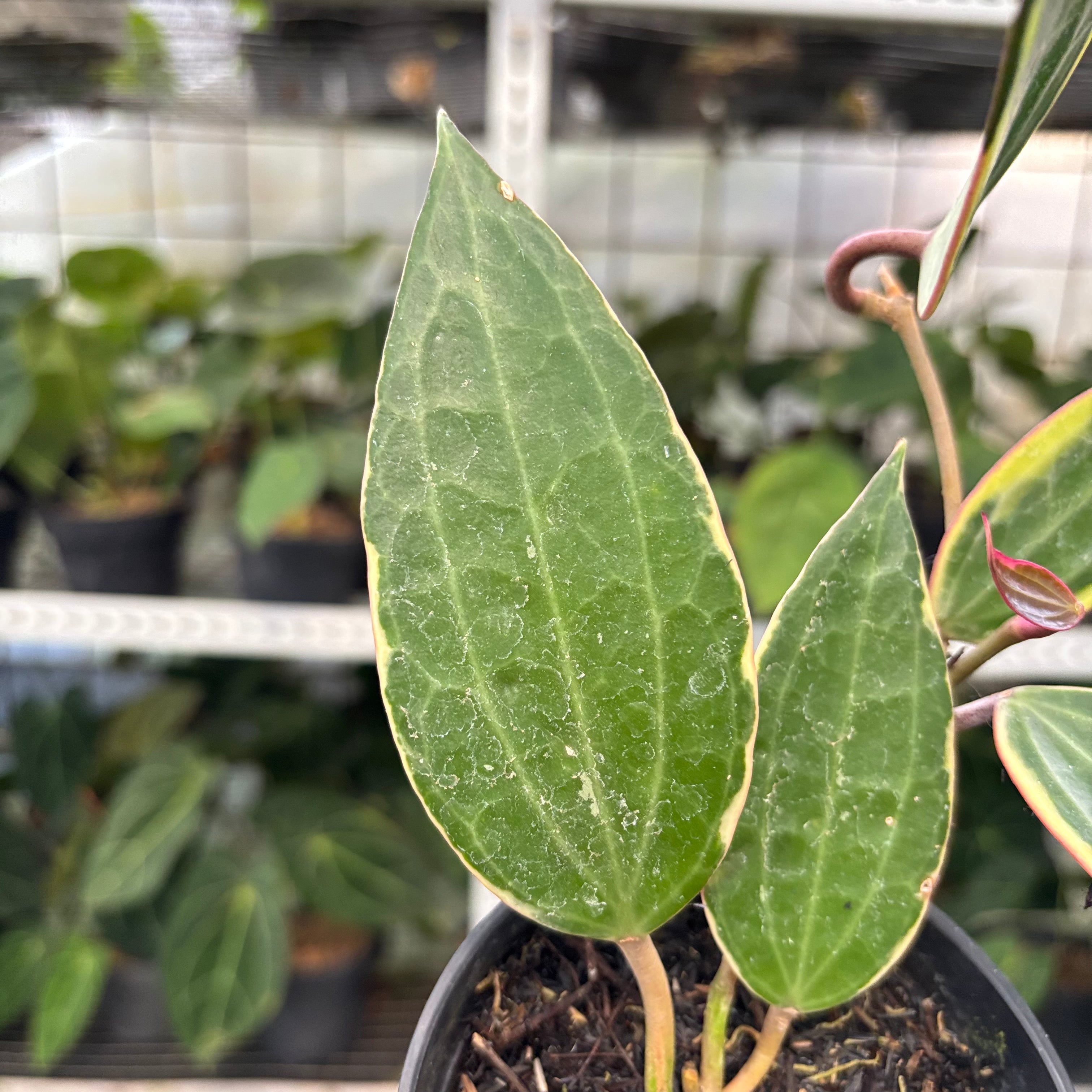 Hoya Macrophylla Variegated (Realpict 3-10)
