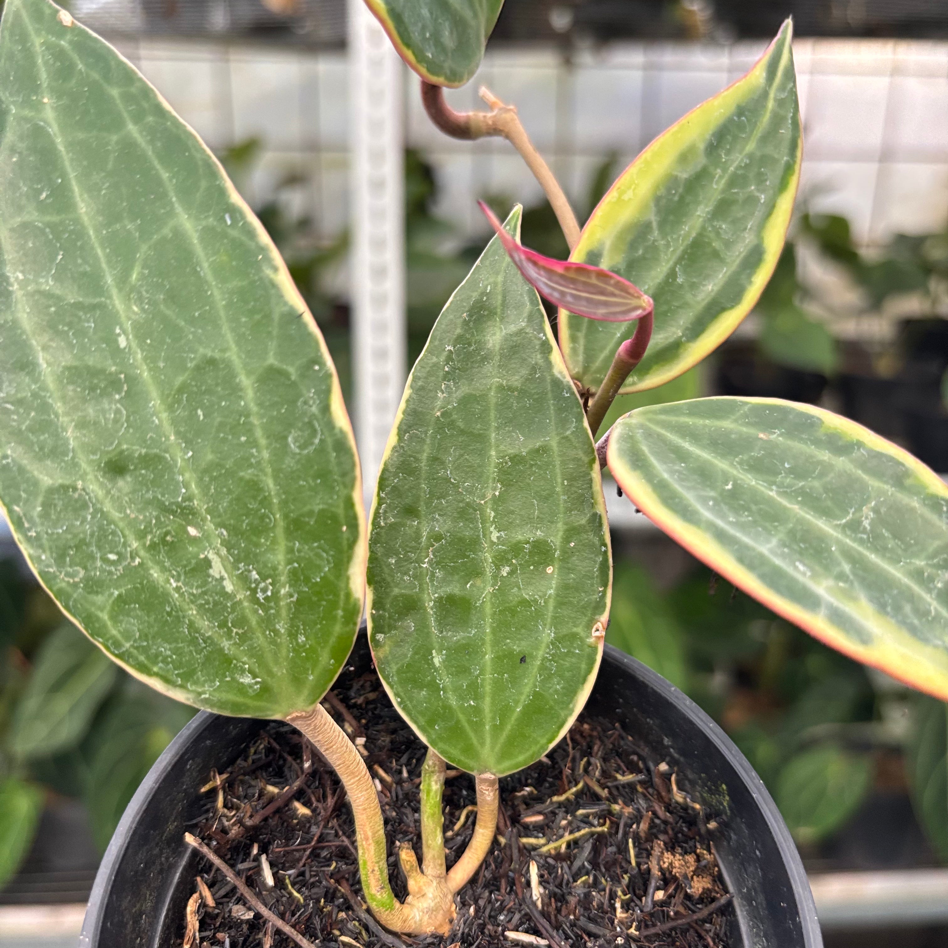 Hoya Macrophylla Variegated (Realpict 3-10)