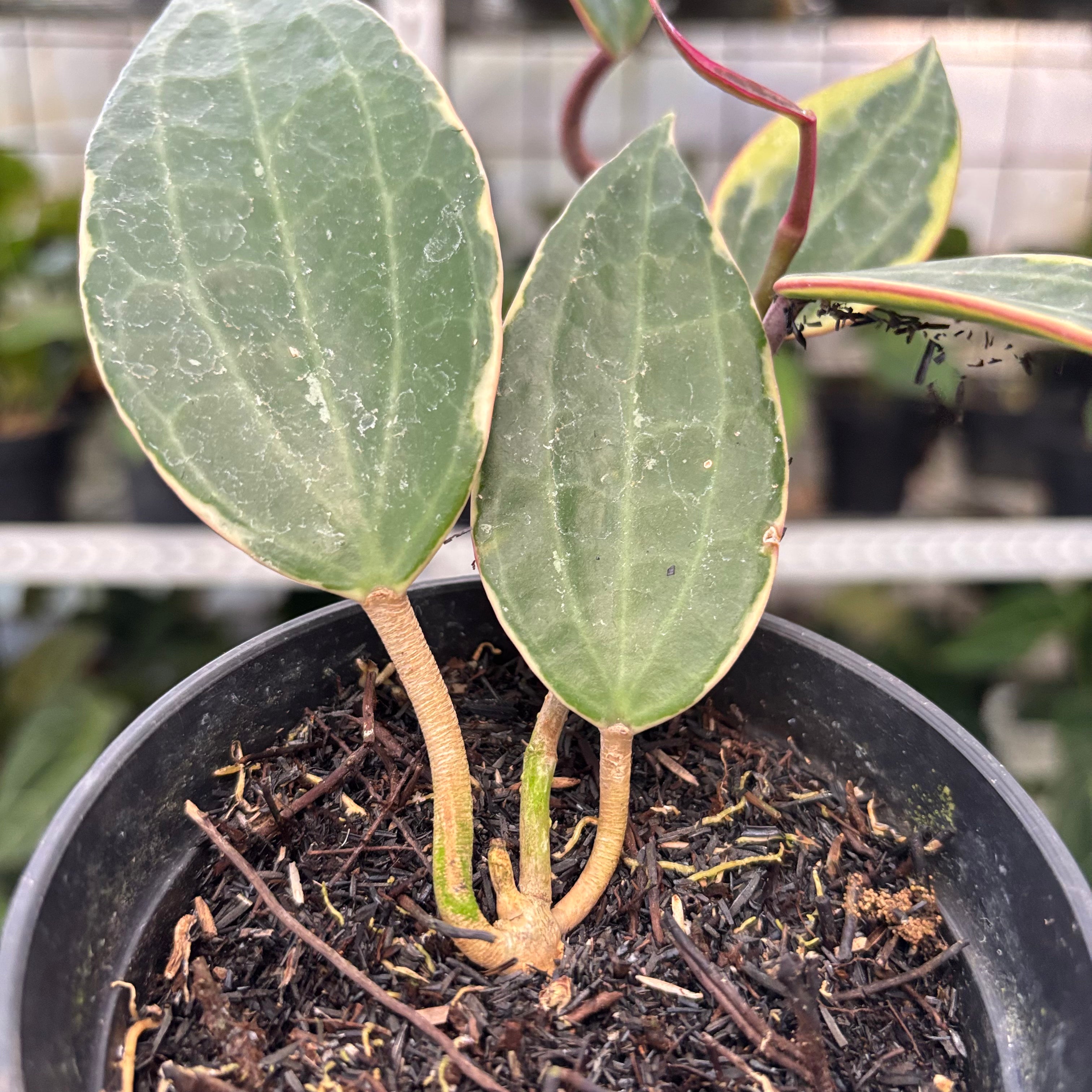 Hoya Macrophylla Variegated (Realpict 3-10)