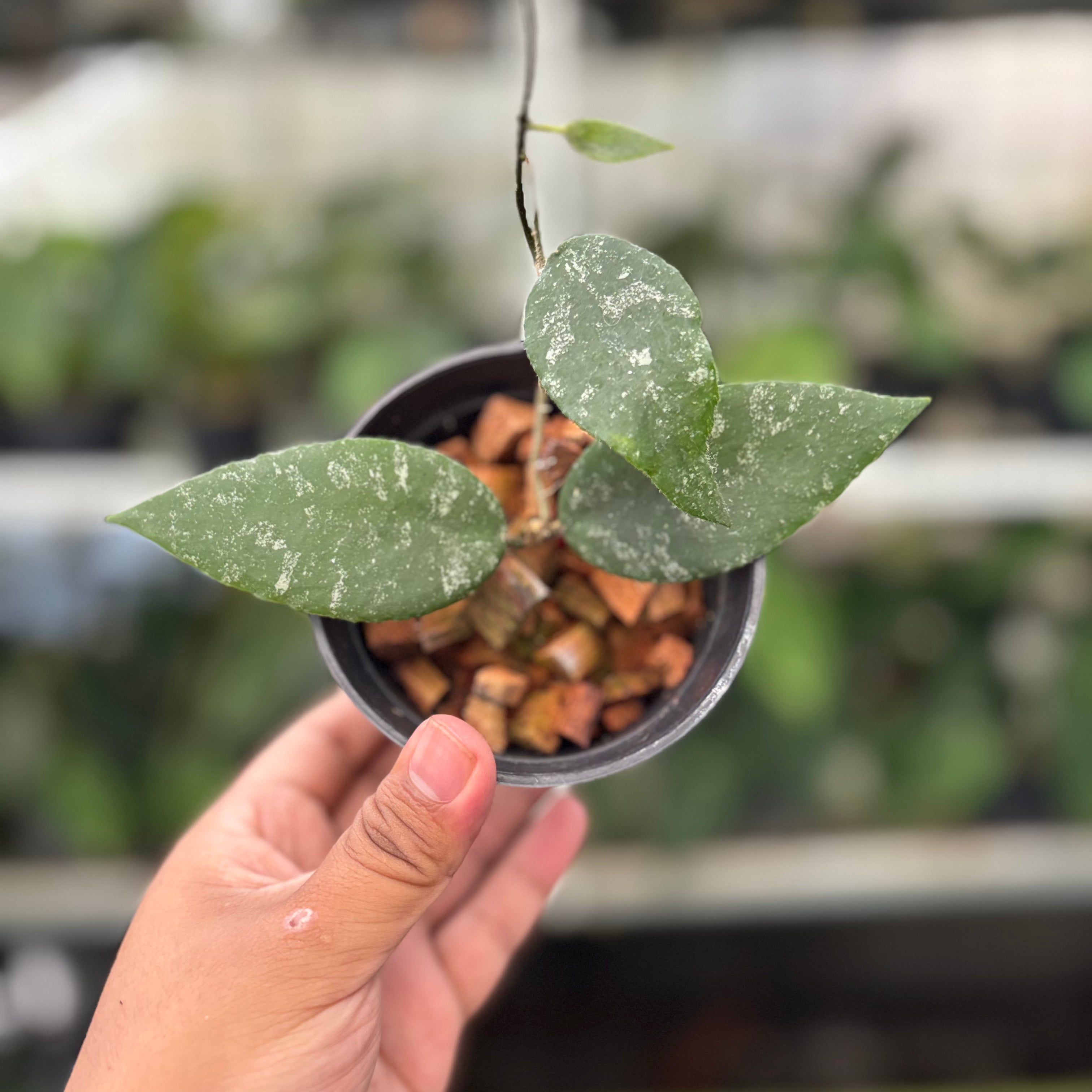 Hoya Caudata Splash (Realpict 4-10)