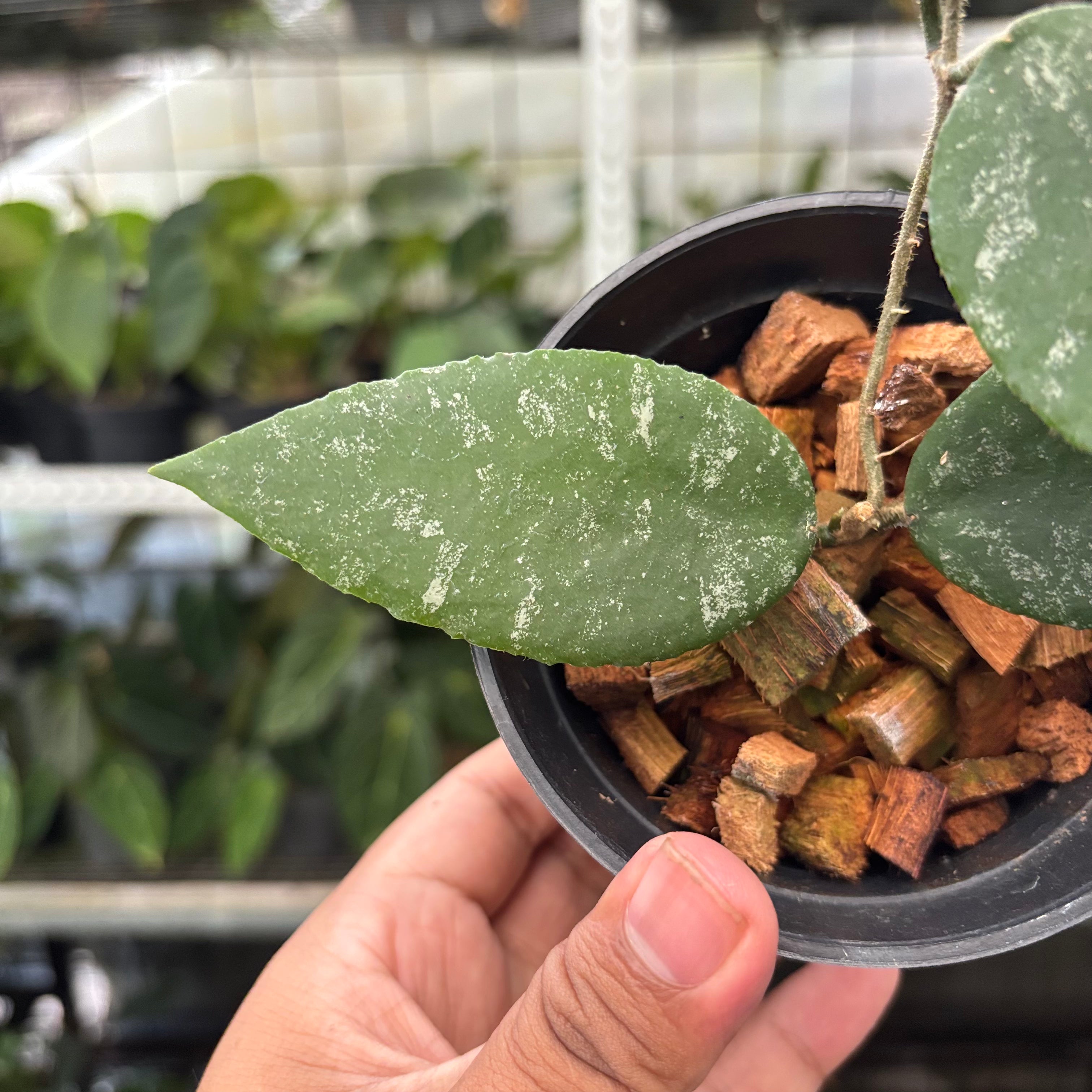 Hoya Caudata Splash (Realpict 4-10)