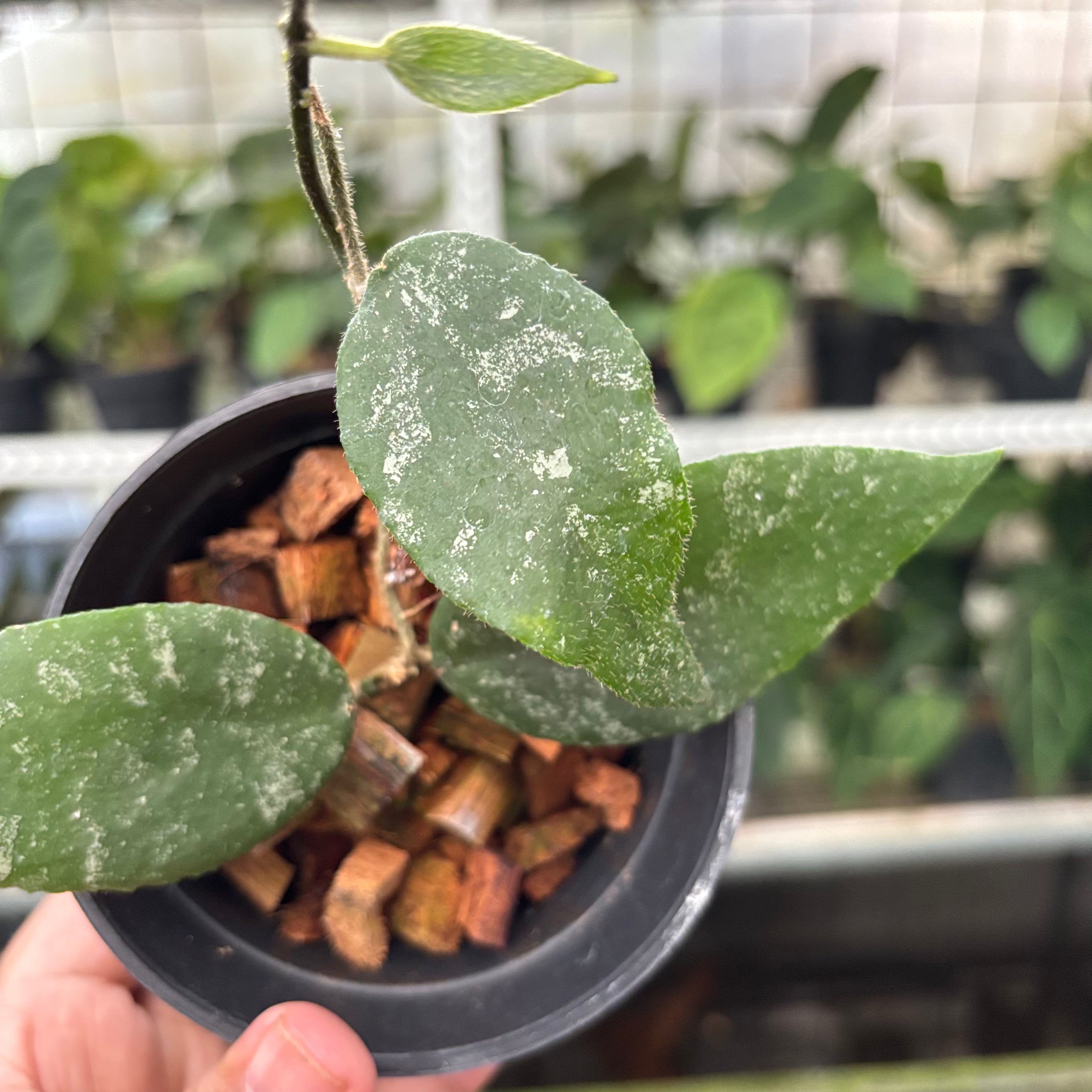 Hoya Caudata Splash (Realpict 4-10)