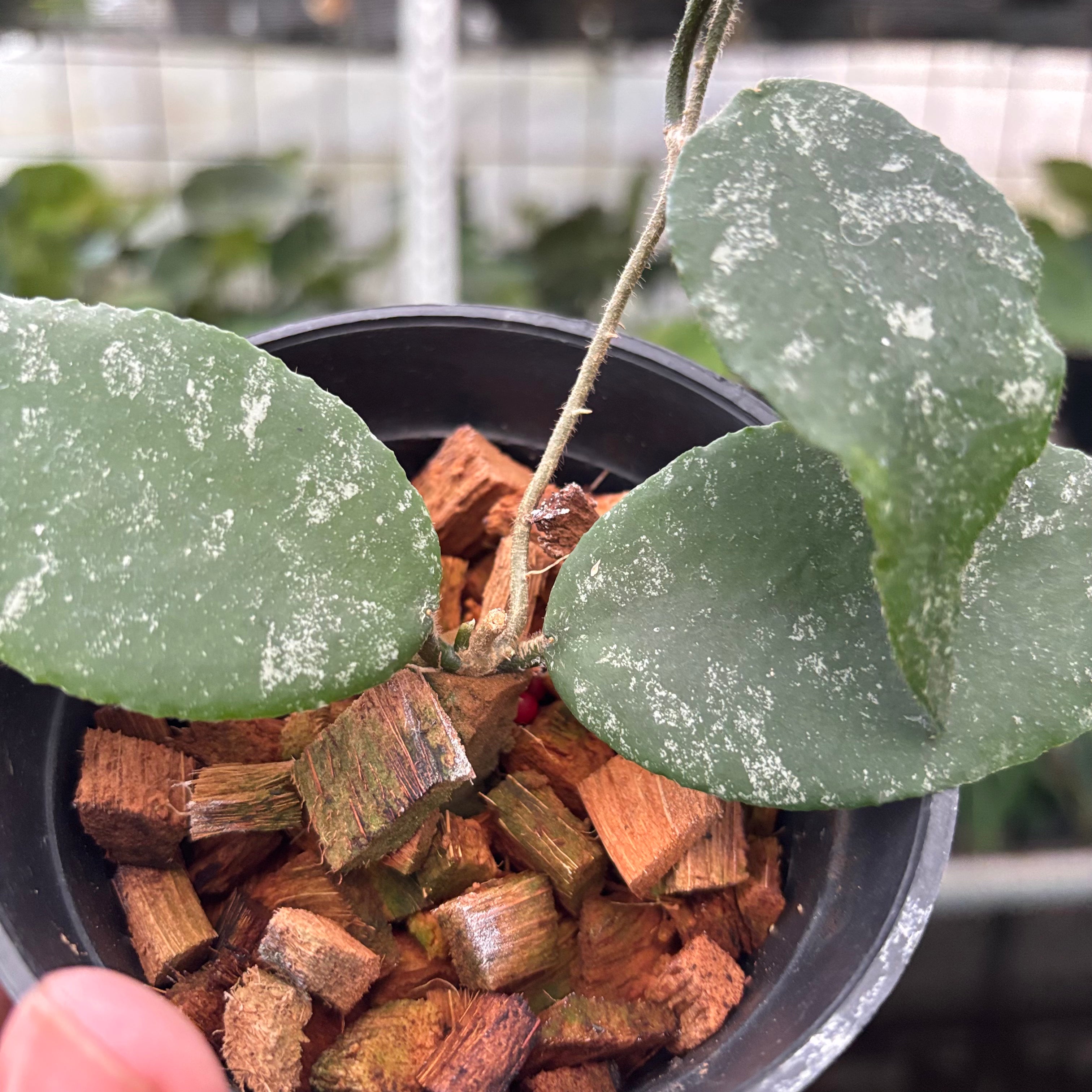 Hoya Caudata Splash (Realpict 4-10)