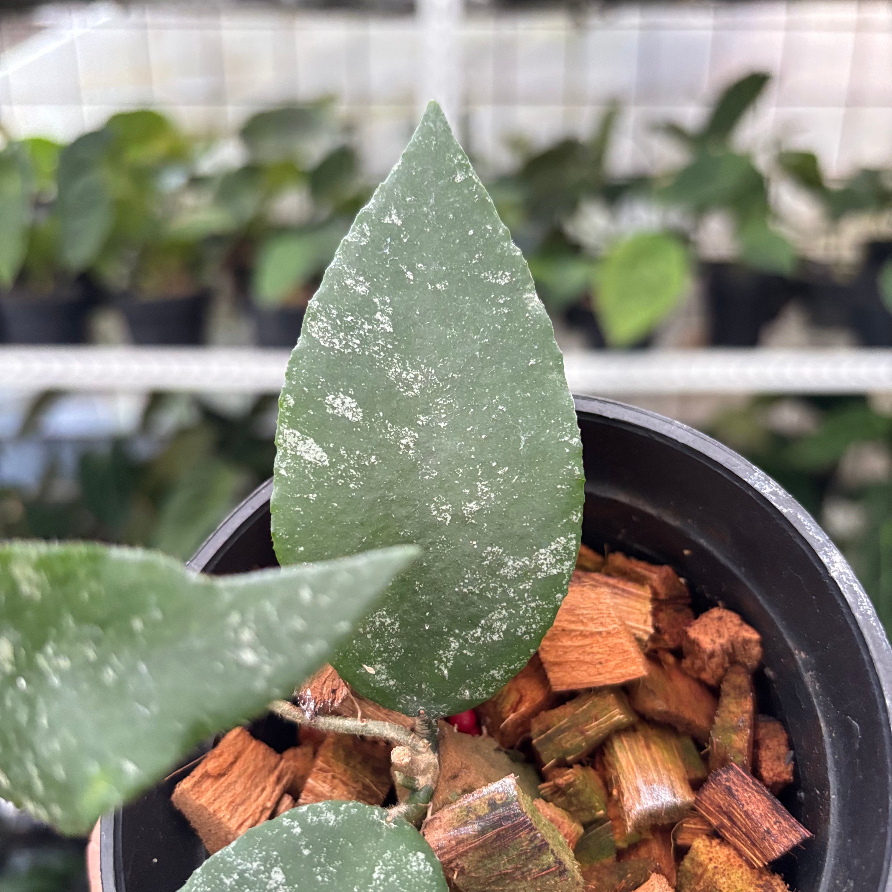 Hoya Caudata Splash (Realpict 4-10)