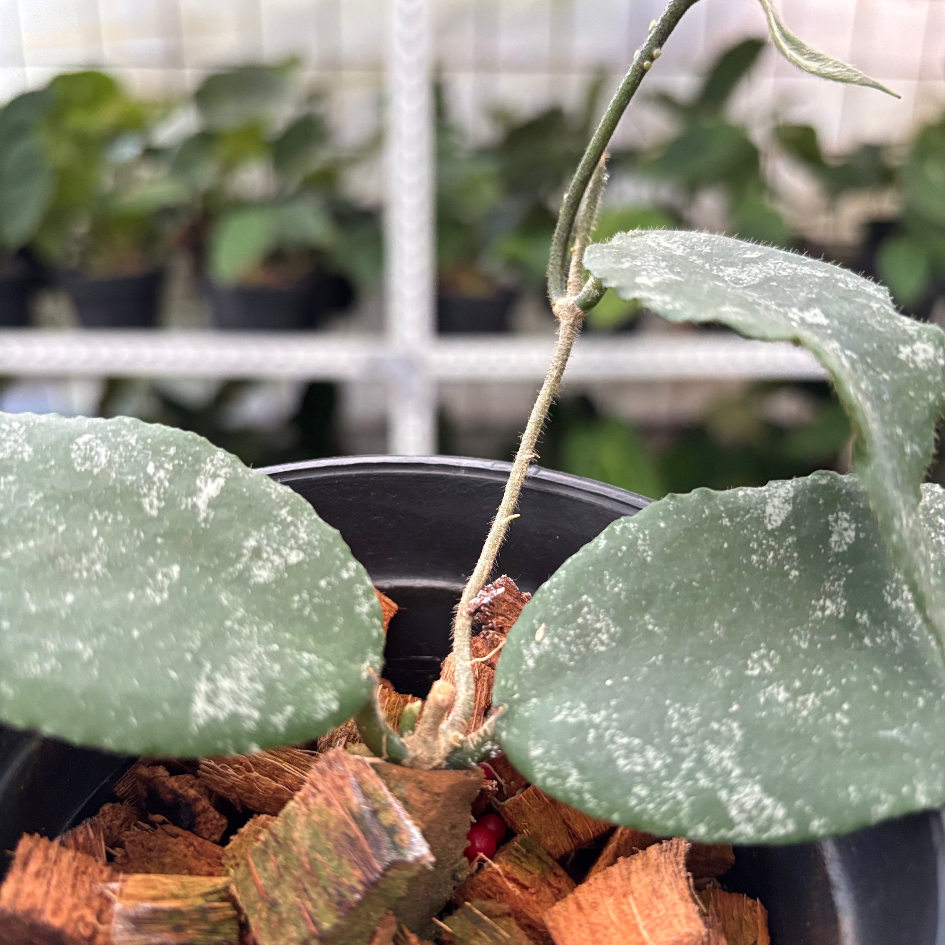 Hoya Caudata Splash (Realpict 4-10)