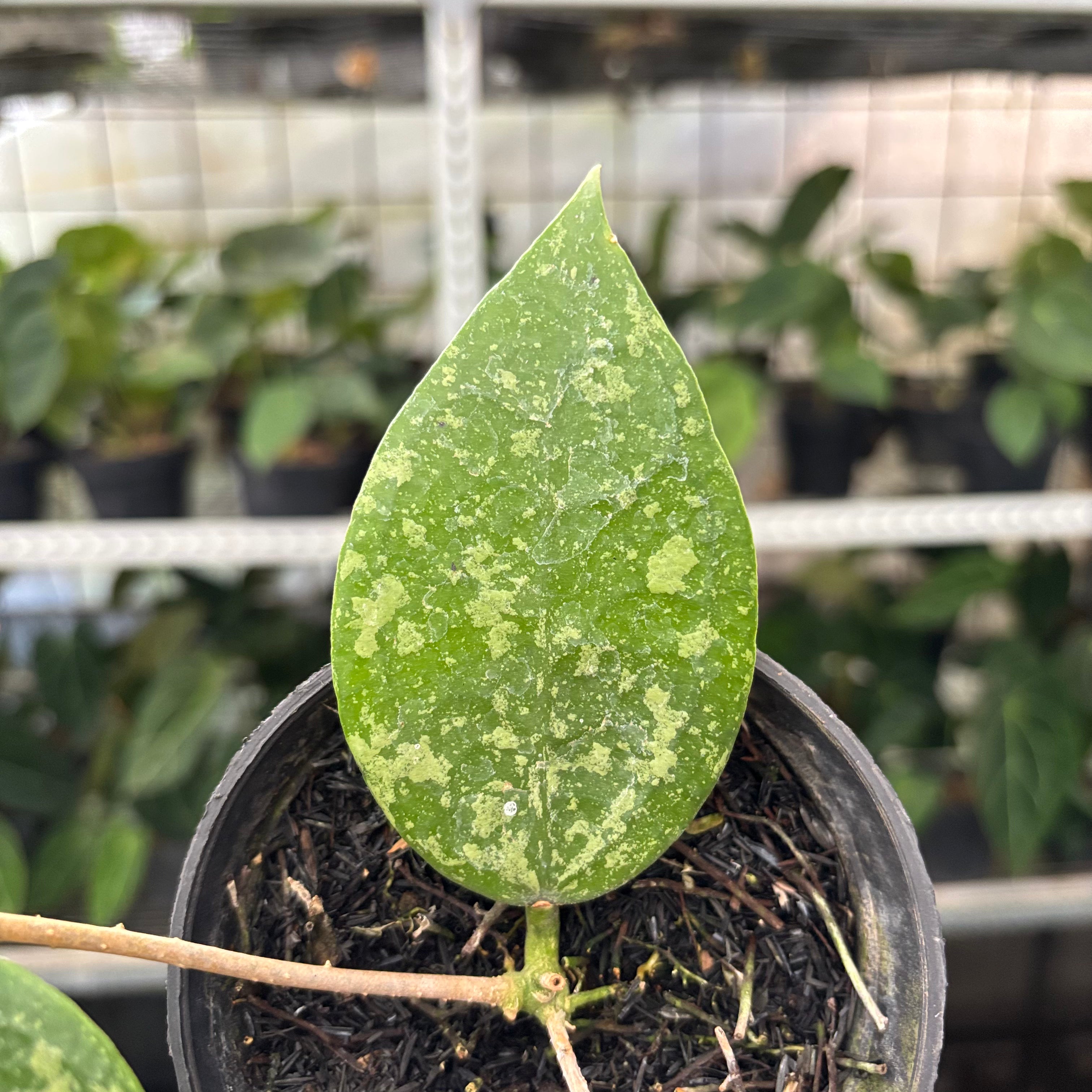Hoya Verticillata Splash (Realpict 5-10)