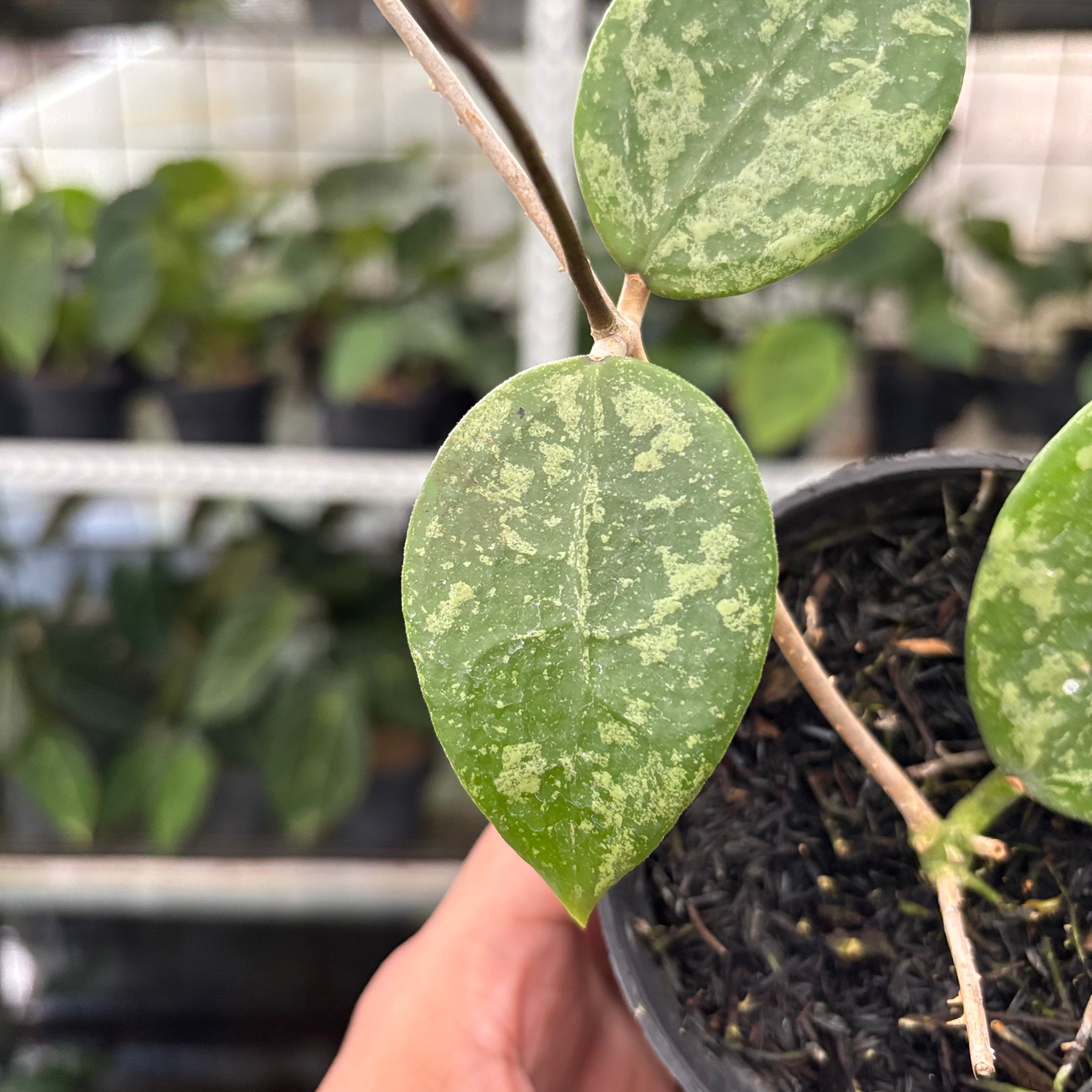 Hoya Verticillata Splash (Realpict 5-10)