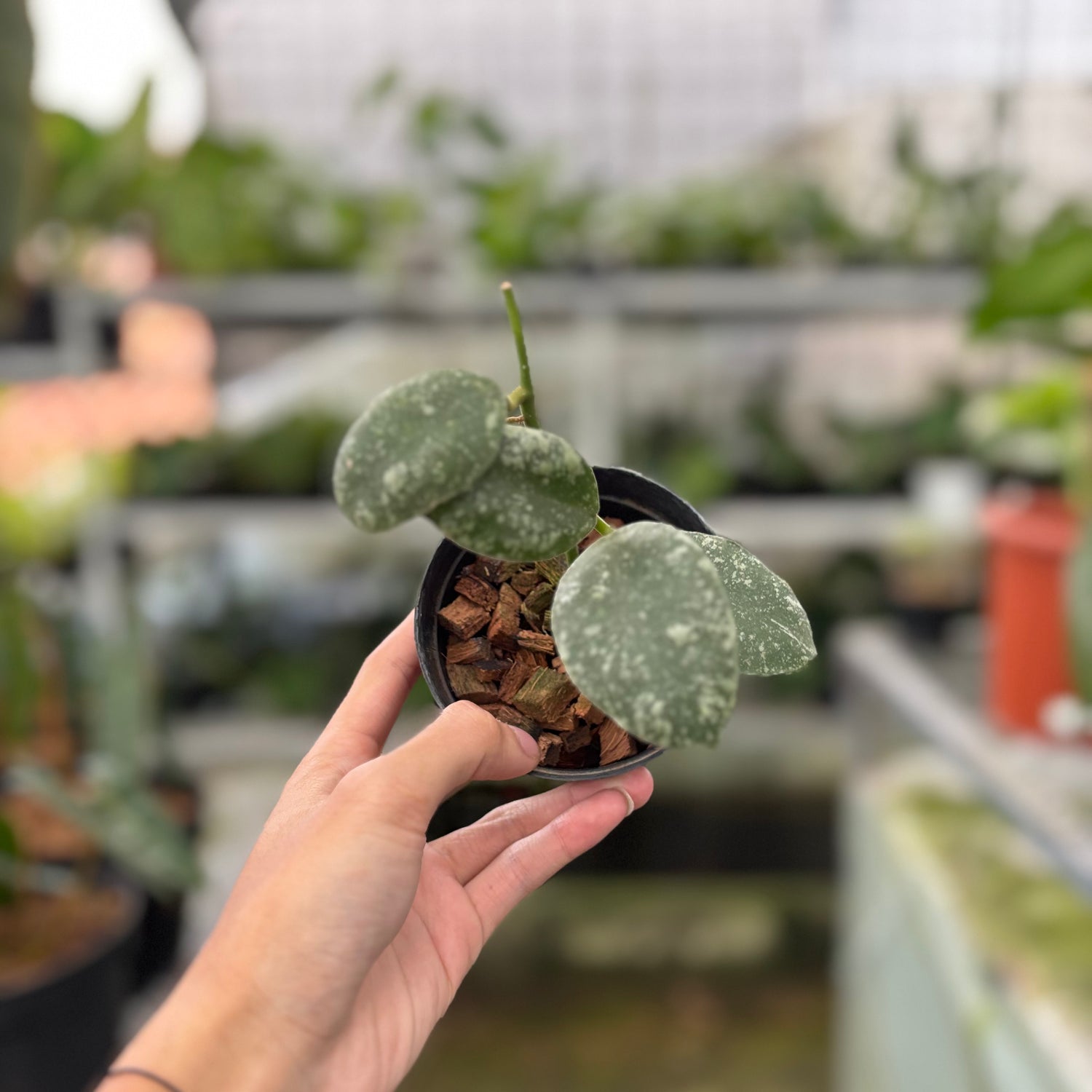 Hoya Waymaniae Splash (Realpict 6-10) (Copy)