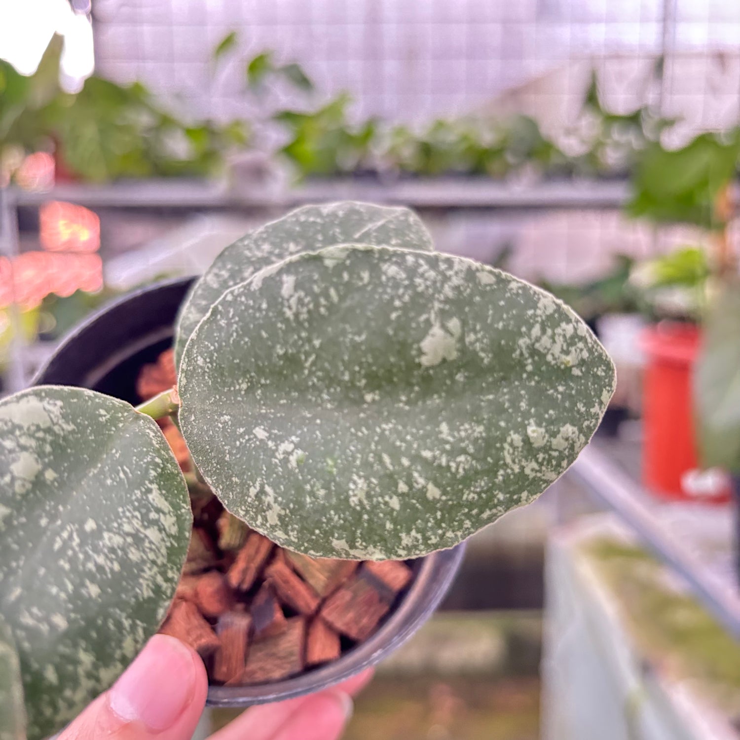 Hoya Waymaniae Splash (Realpict 6-10) (Copy)