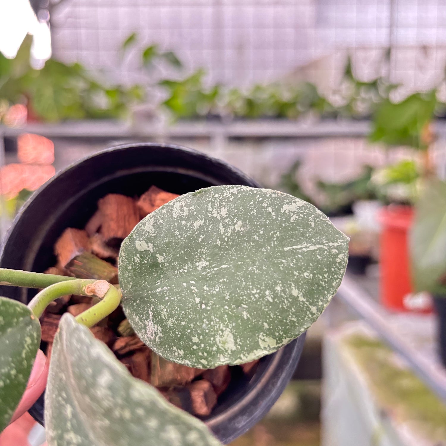 Hoya Waymaniae Splash (Realpict 6-10) (Copy)