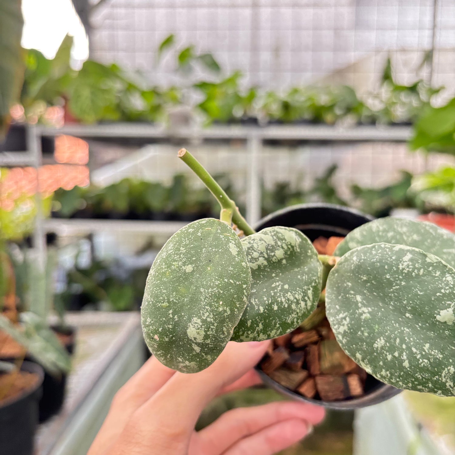 Hoya Waymaniae Splash (Realpict 6-10) (Copy)