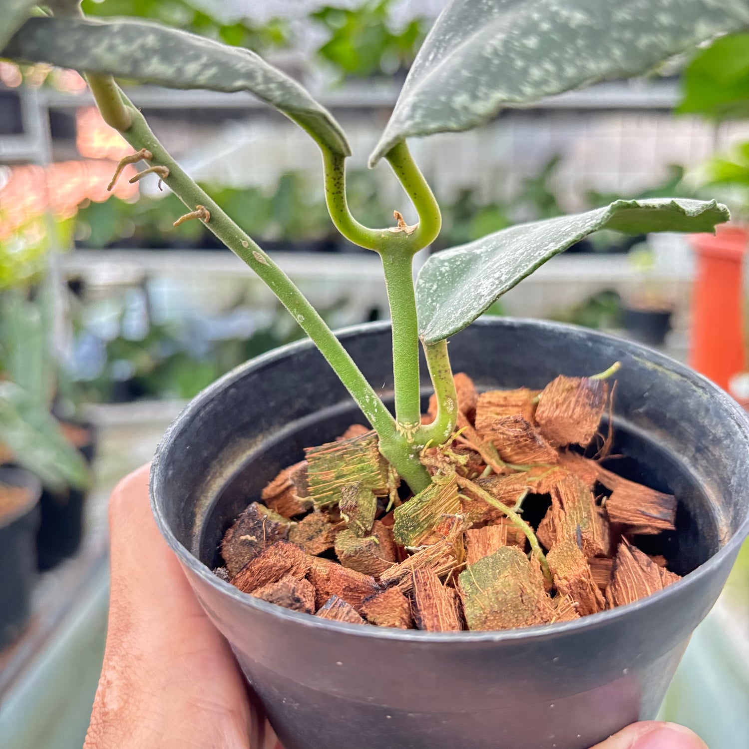 Hoya Waymaniae Splash (Realpict 6-10) (Copy)